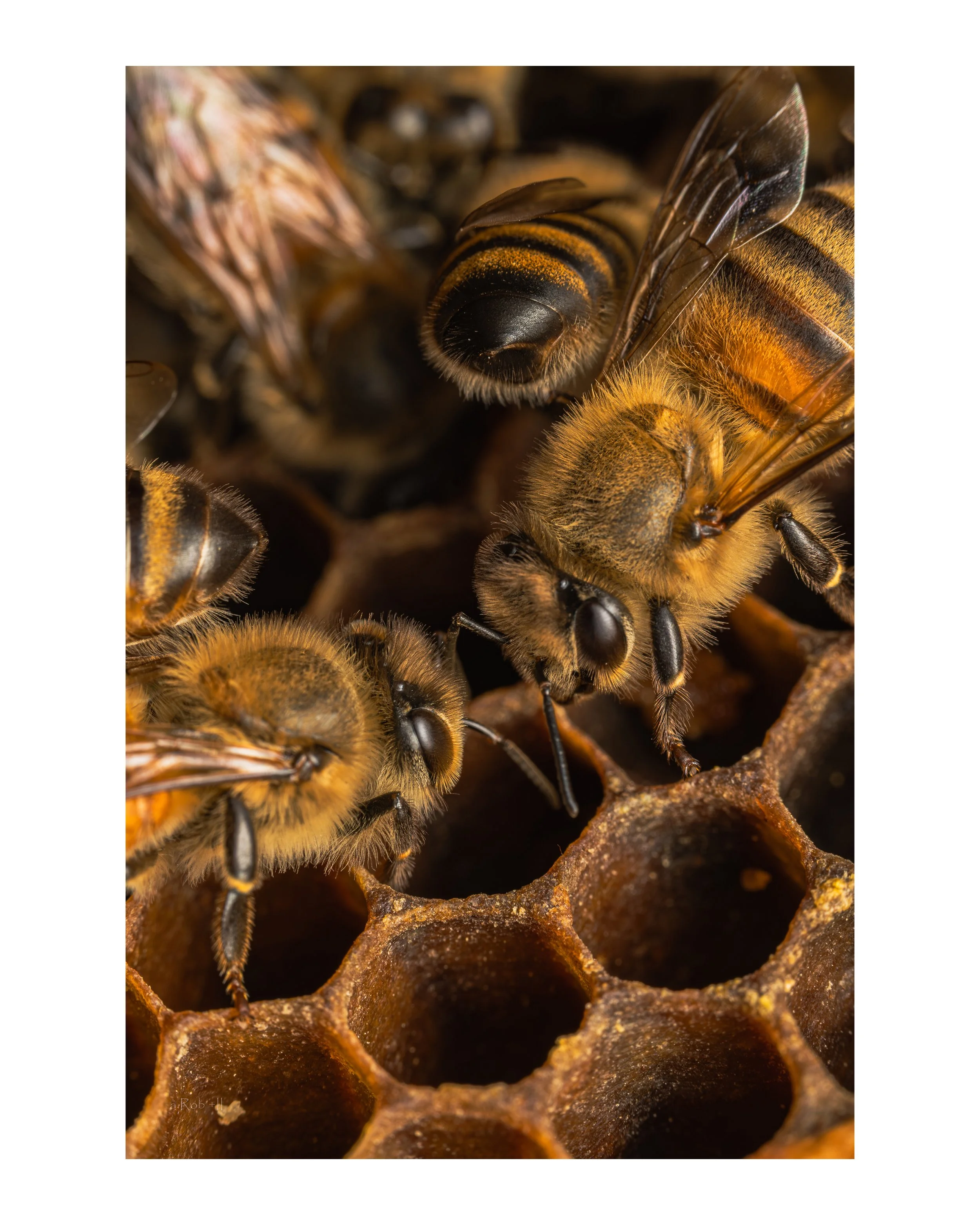 Hive 4
