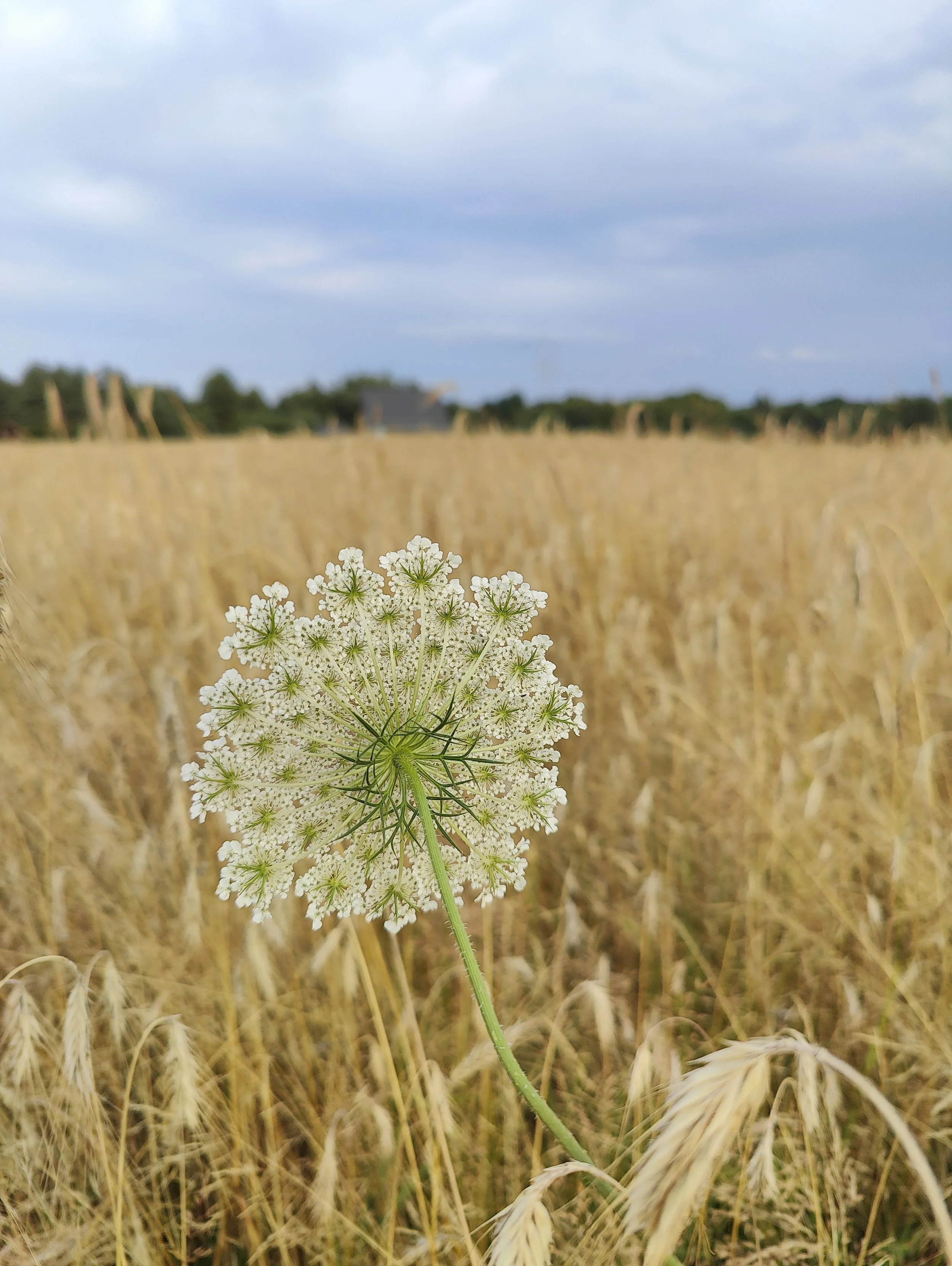 Witte bloemen in een veld naast een boerengebied onder een bewolkte hemel.