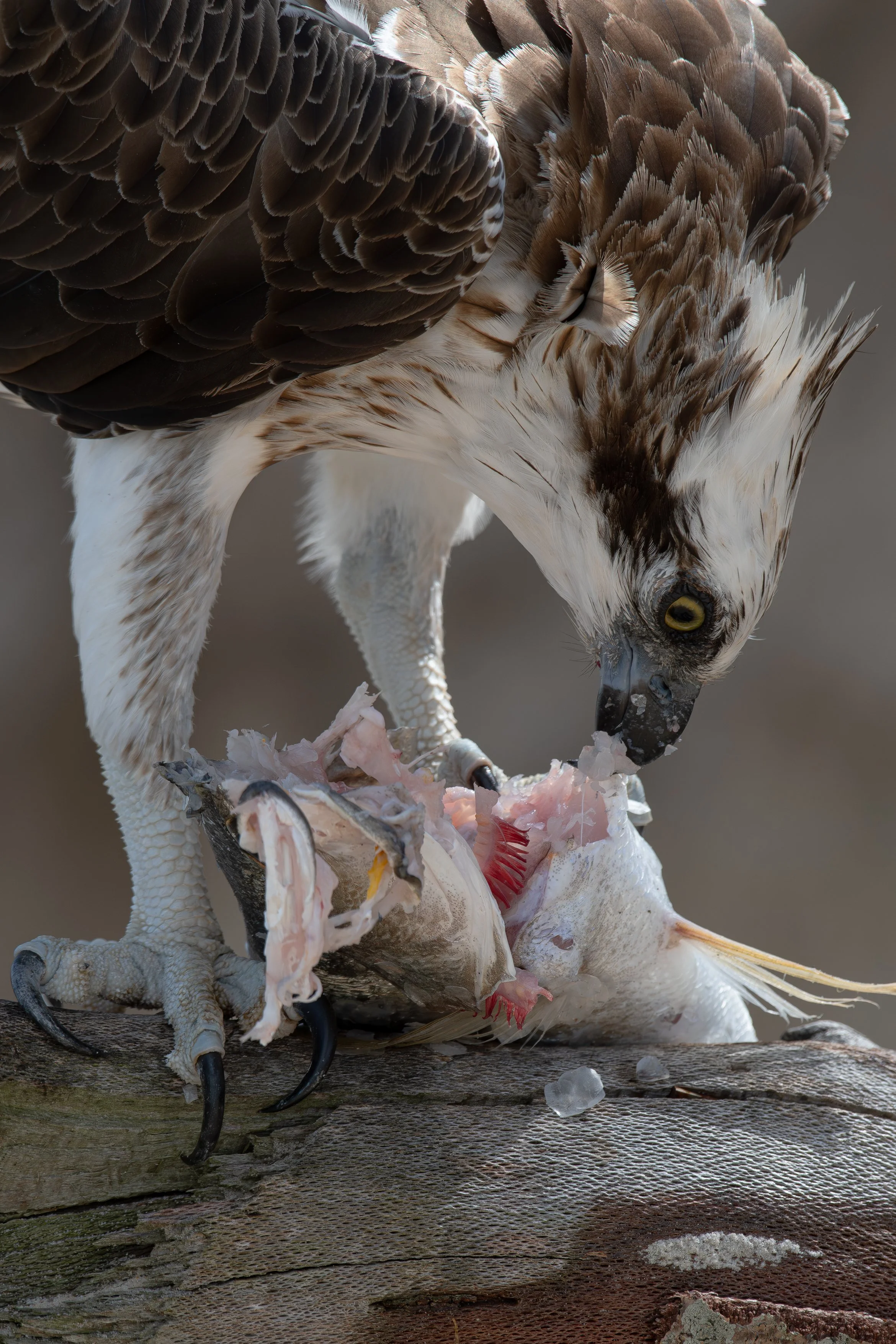 Eastern Osprey Feasting