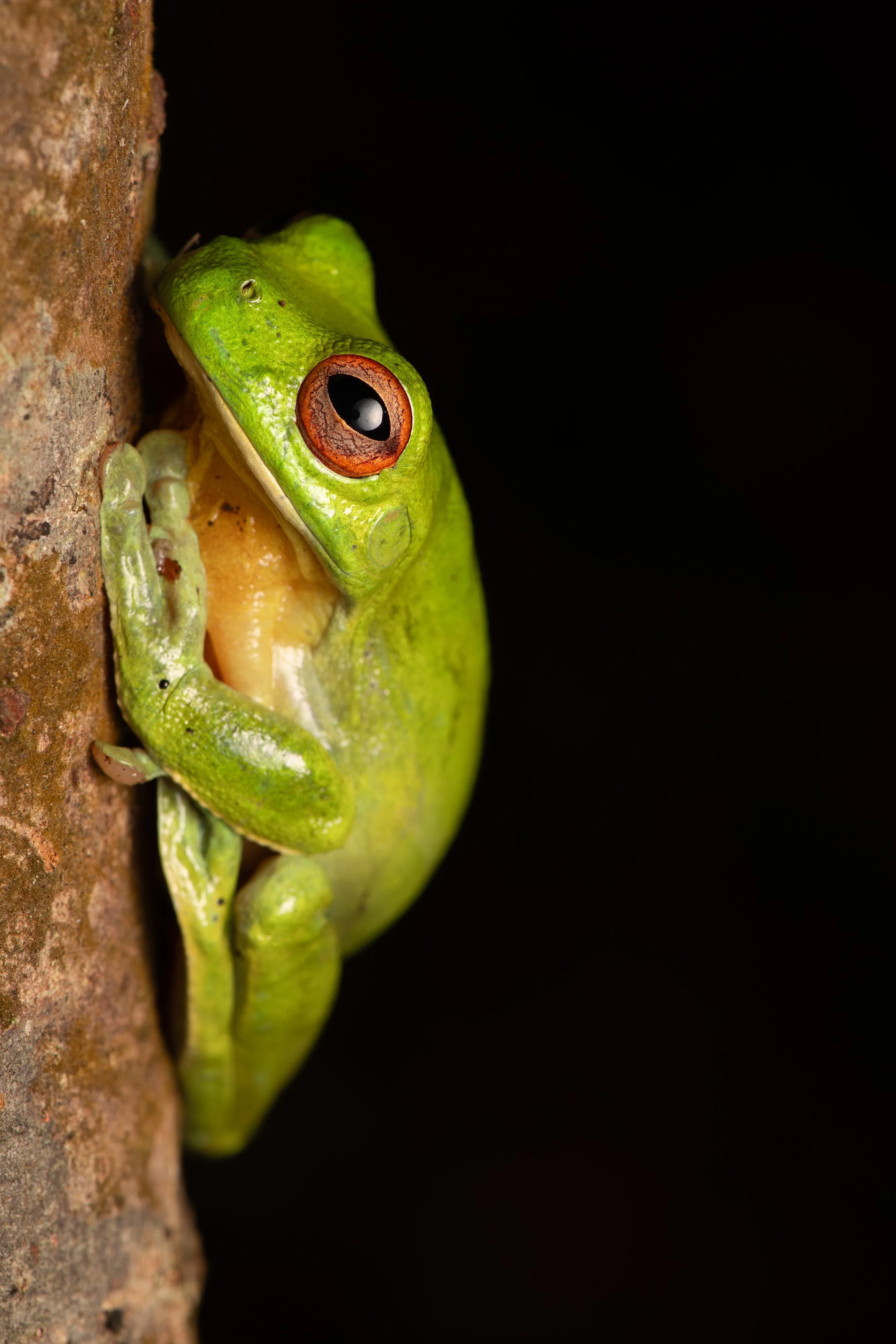 Red-eyed Tree Frog A4.jpg