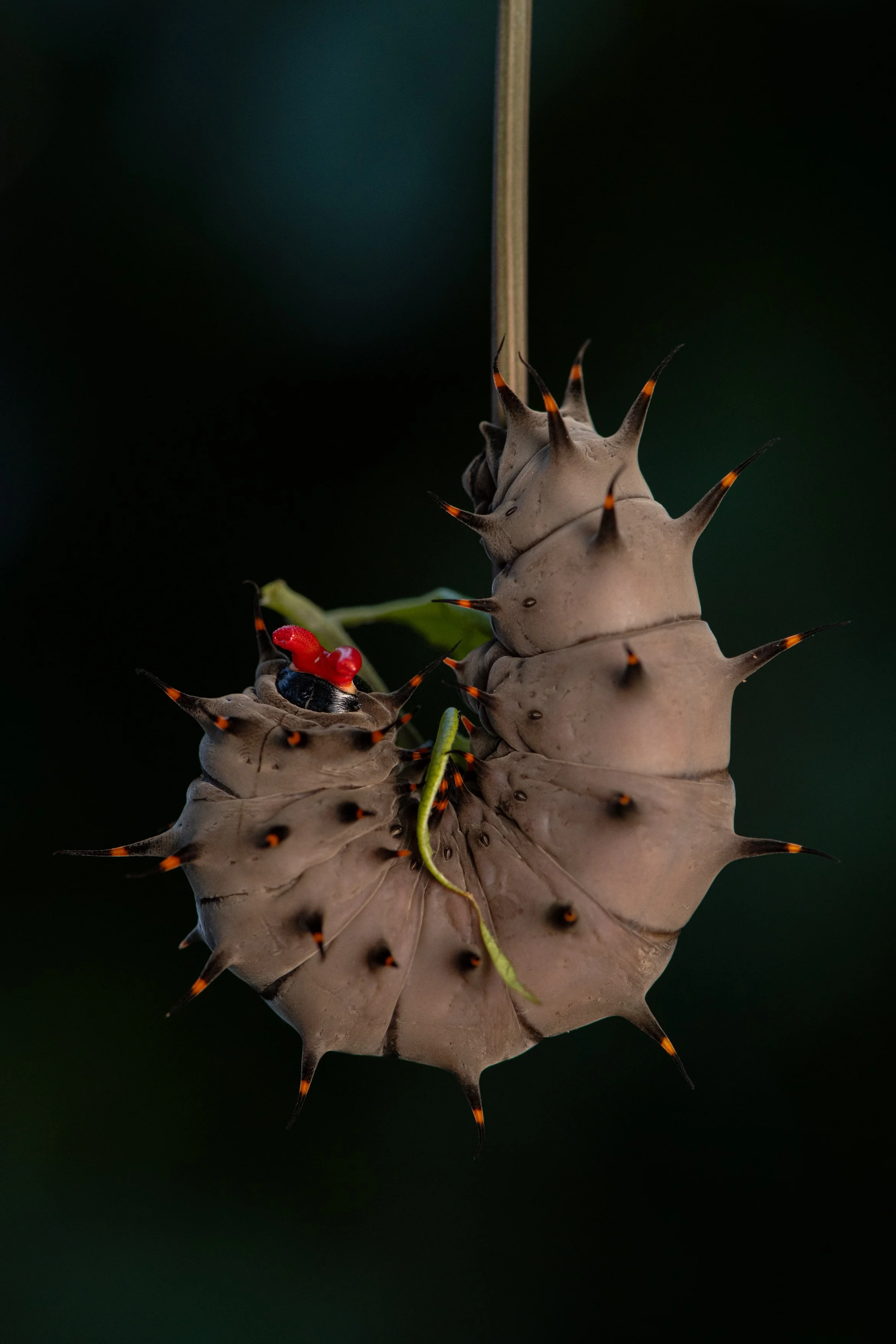BIRDWING BUTTERFLY CATERPILLAR A4.jpg