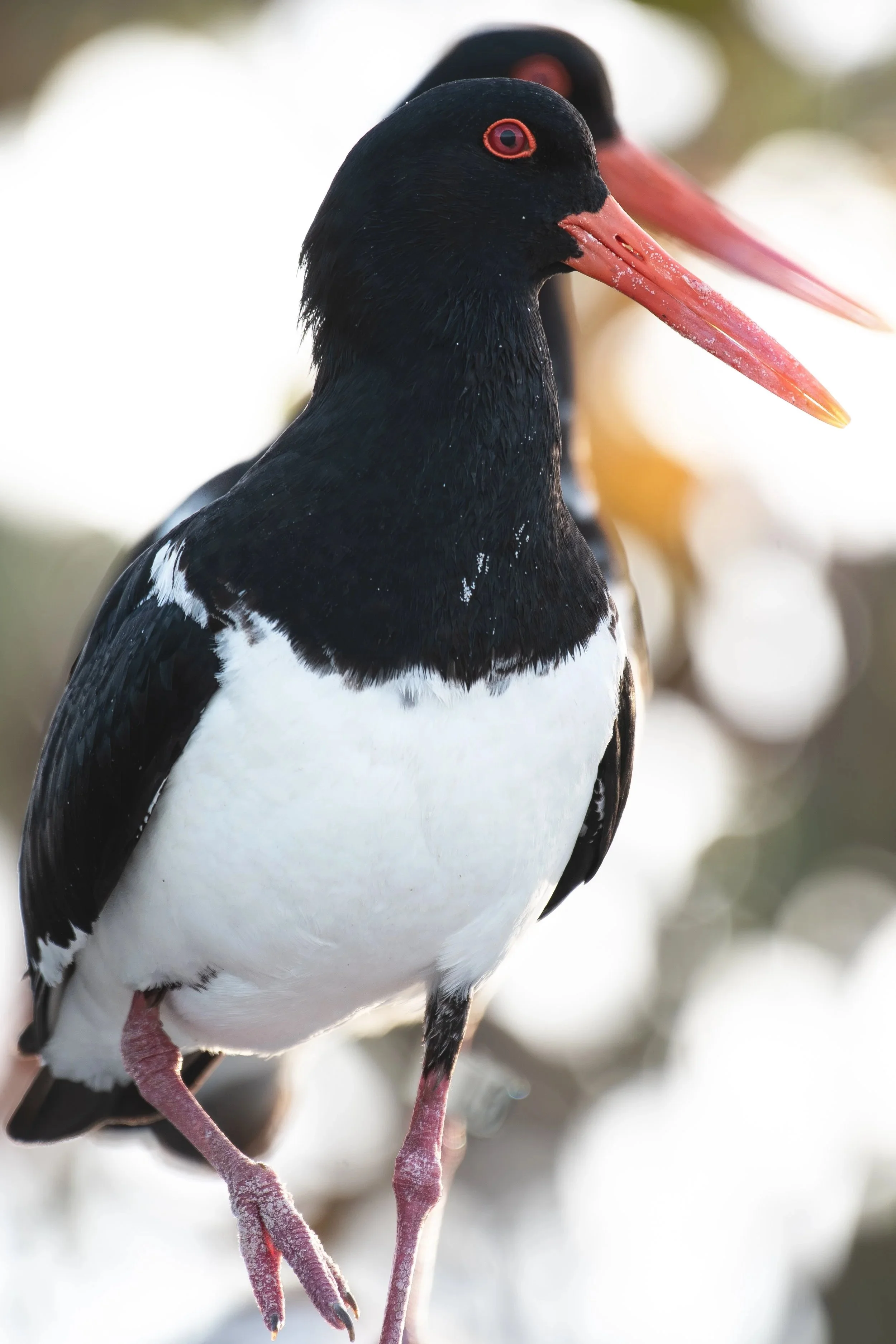 Pied+Oyster+Catchers.jpg