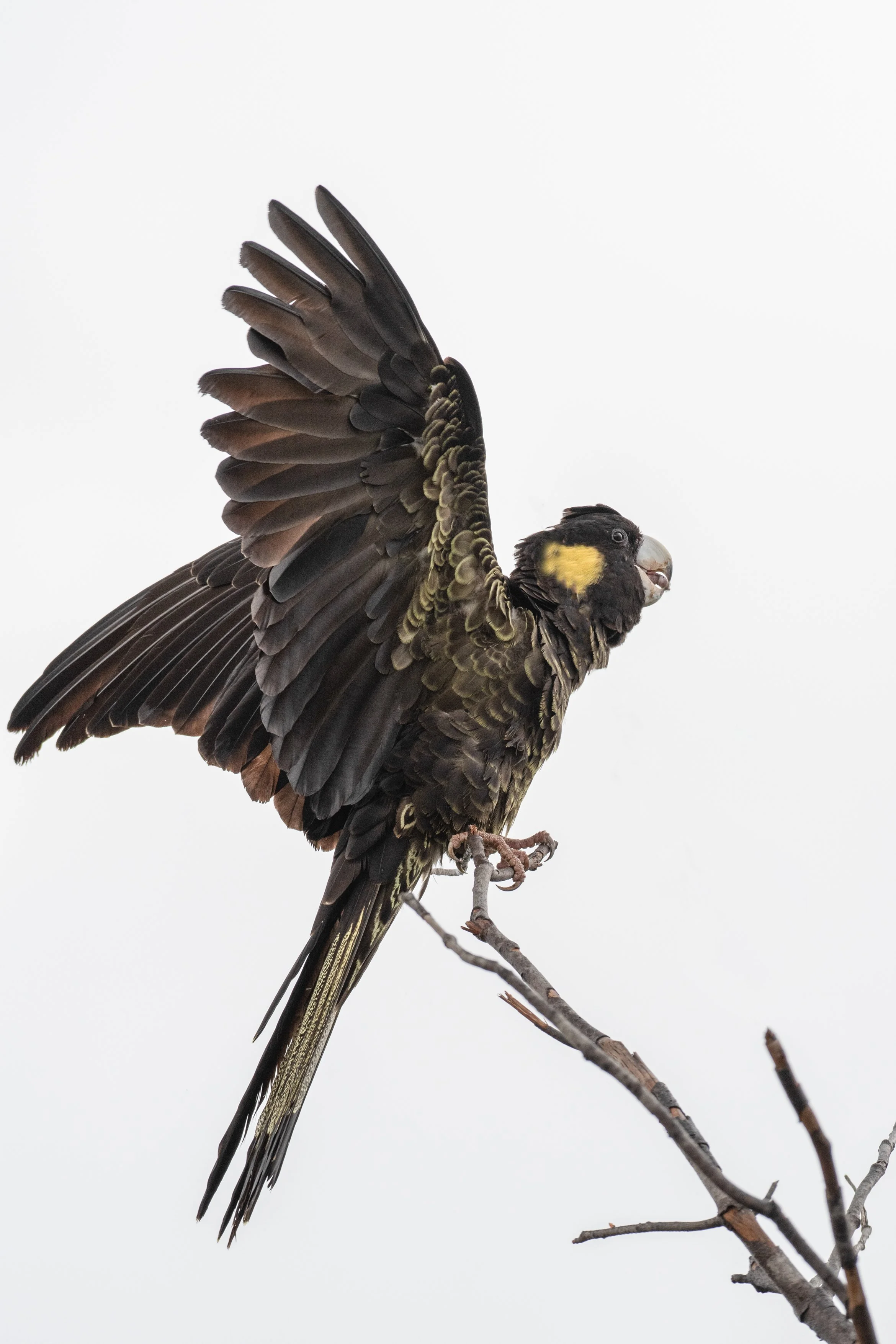 Cheerful Yellow-tailed Black Cockatoo