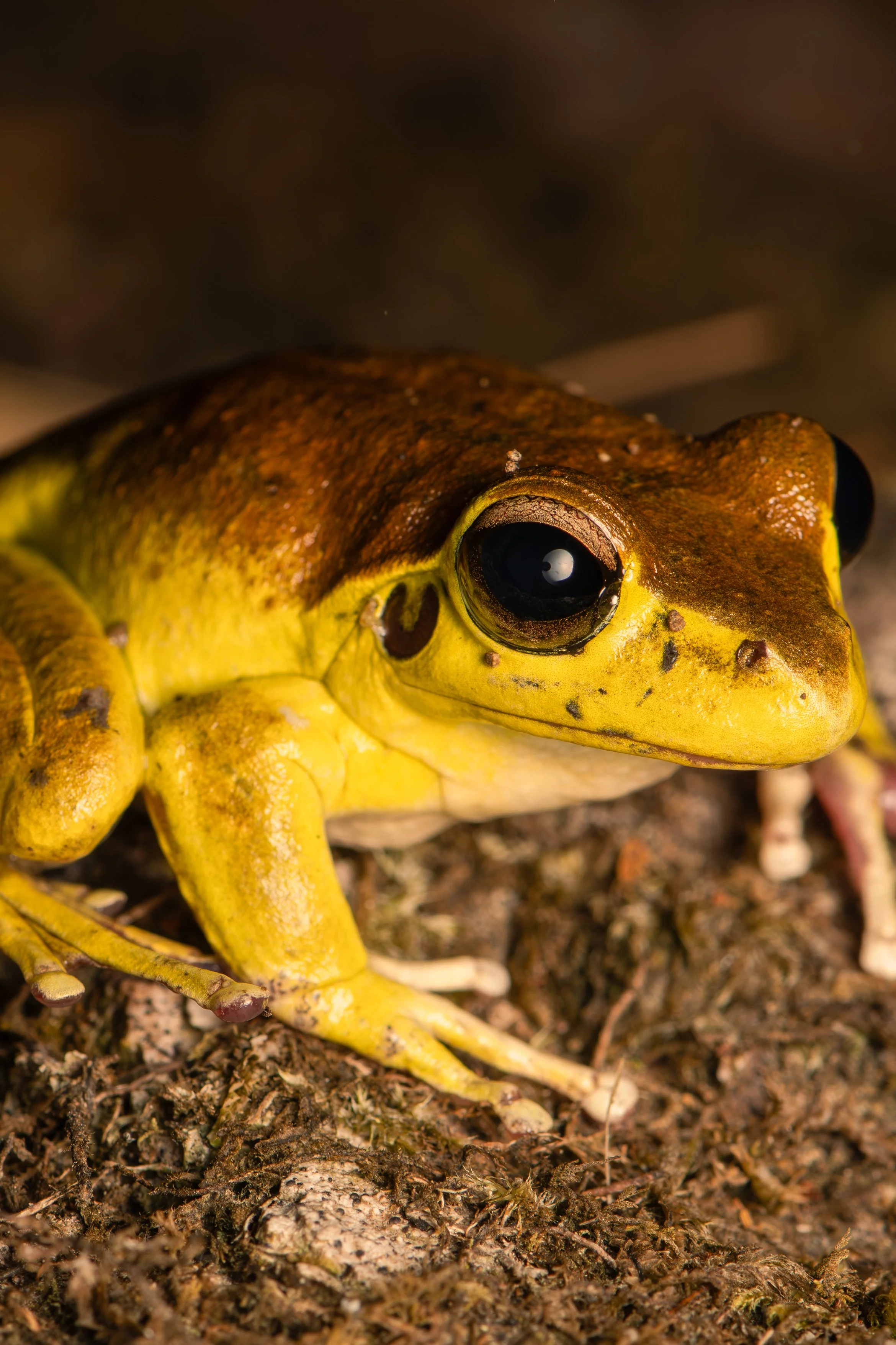 Male Stony Creek Frog A4.jpg