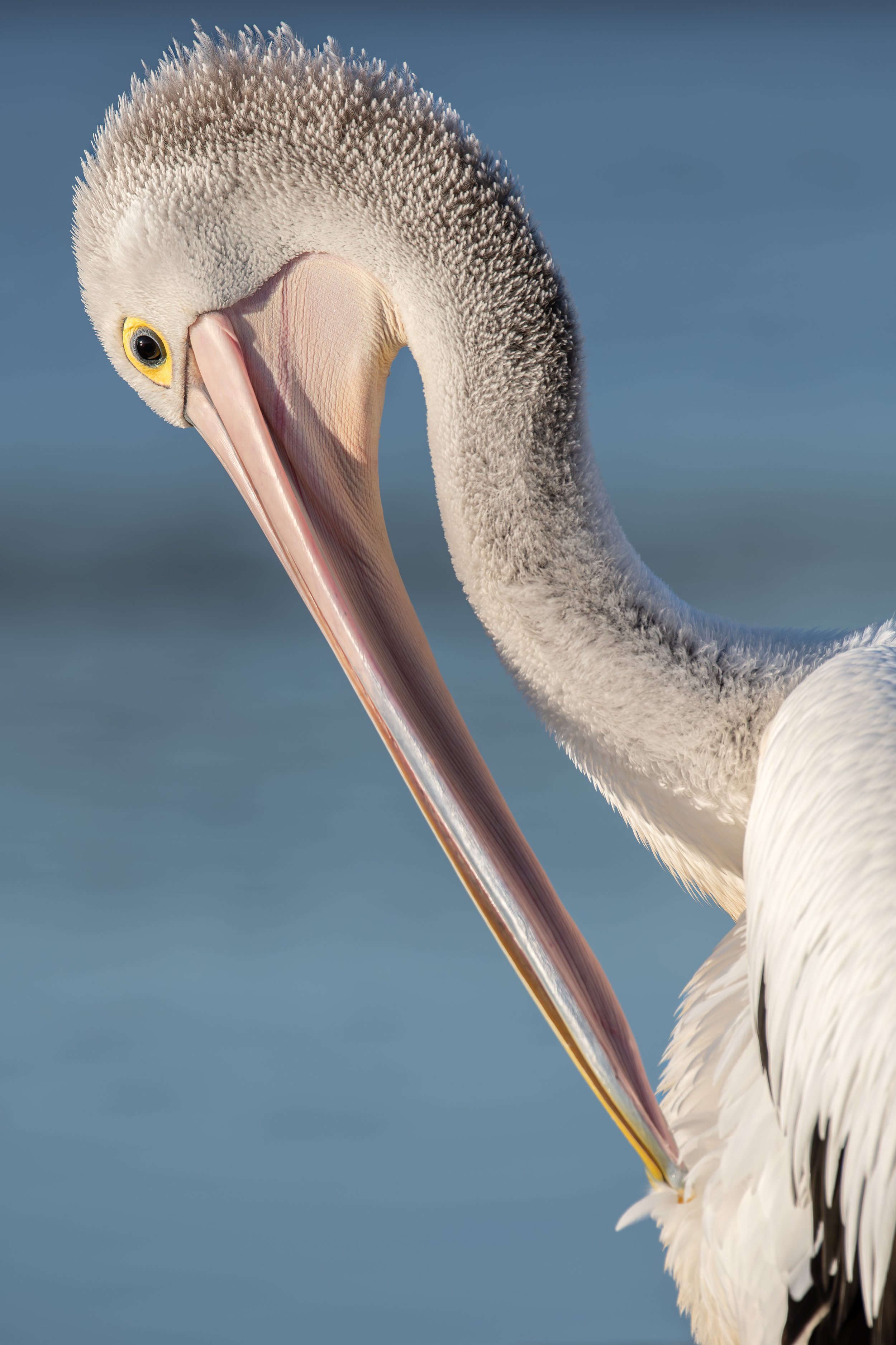Pelican portrait.jpg