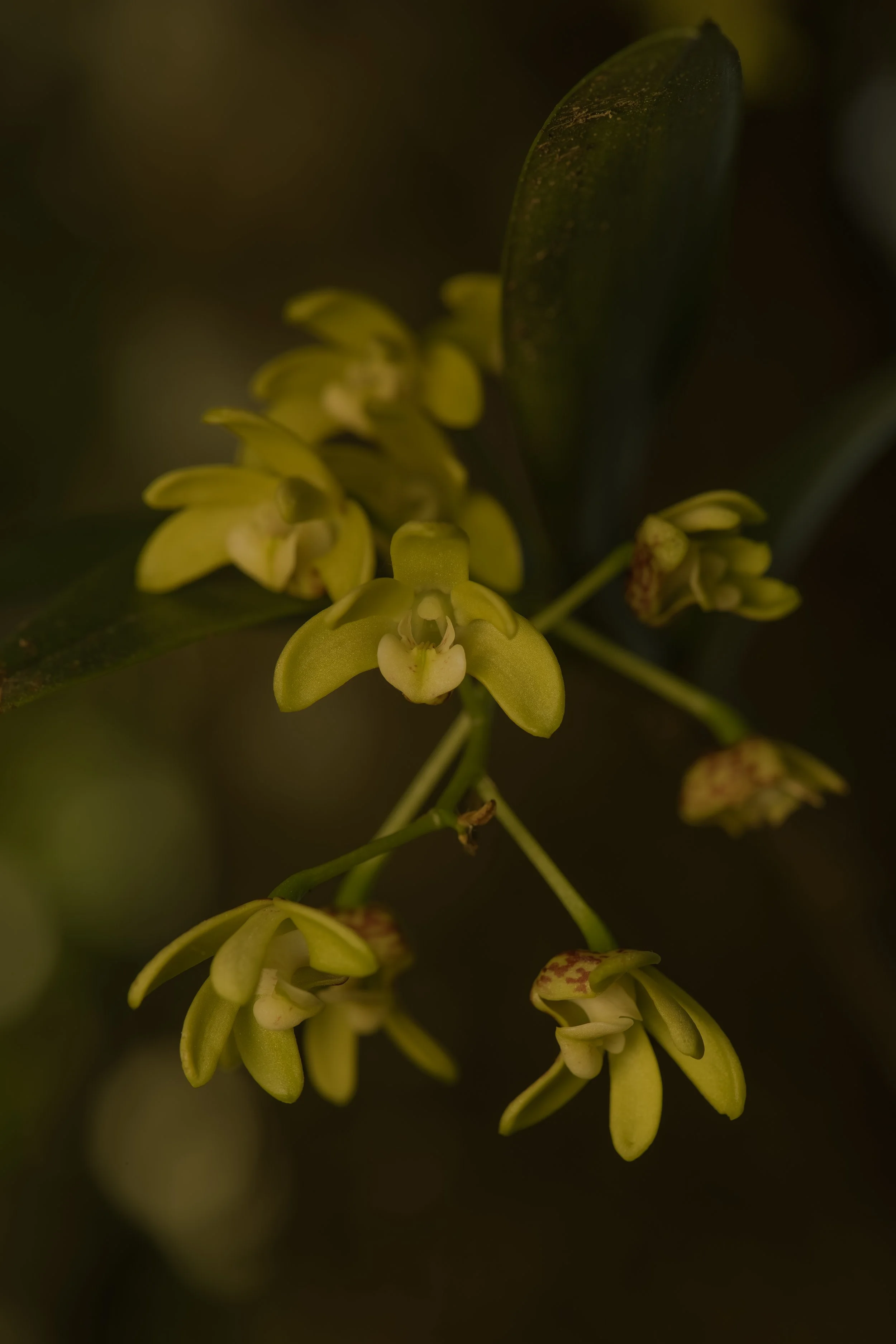 Blotched Cane Orchid A4-2.jpg