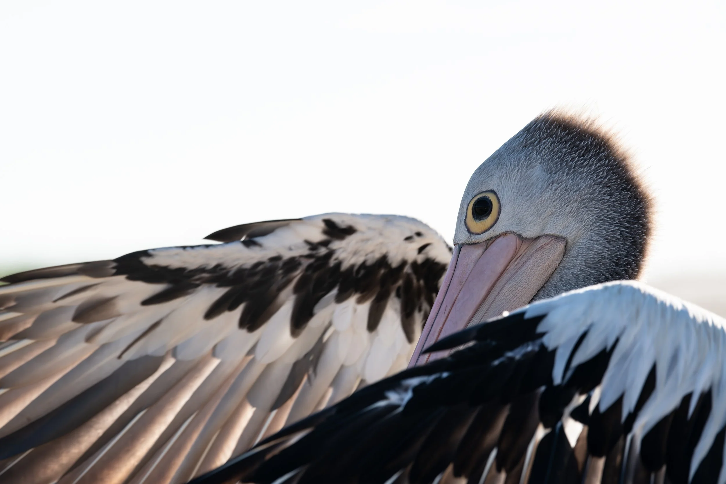 Pelican A3 Landscape.jpg