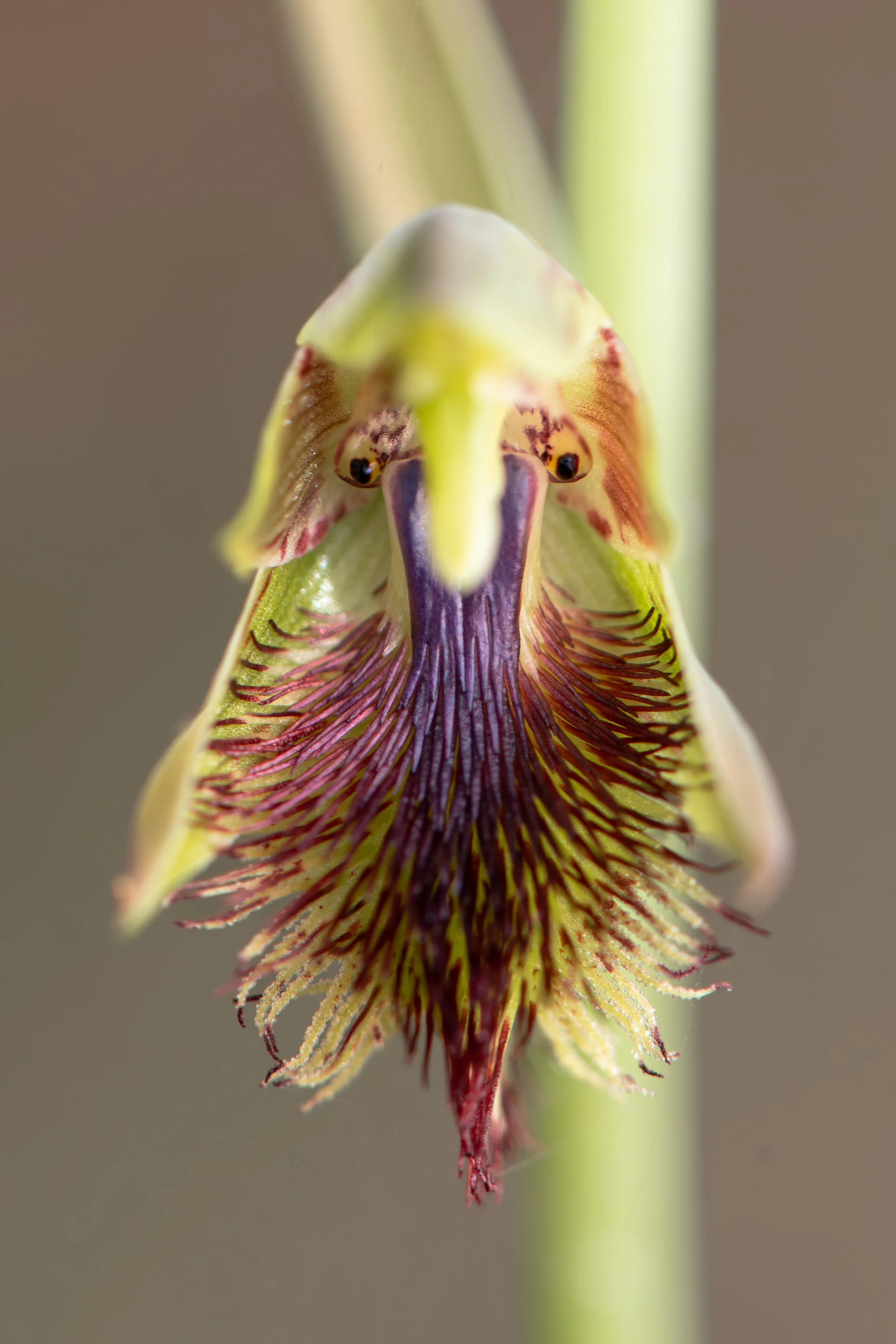 Copper -bearded Orchid A4.jpg
