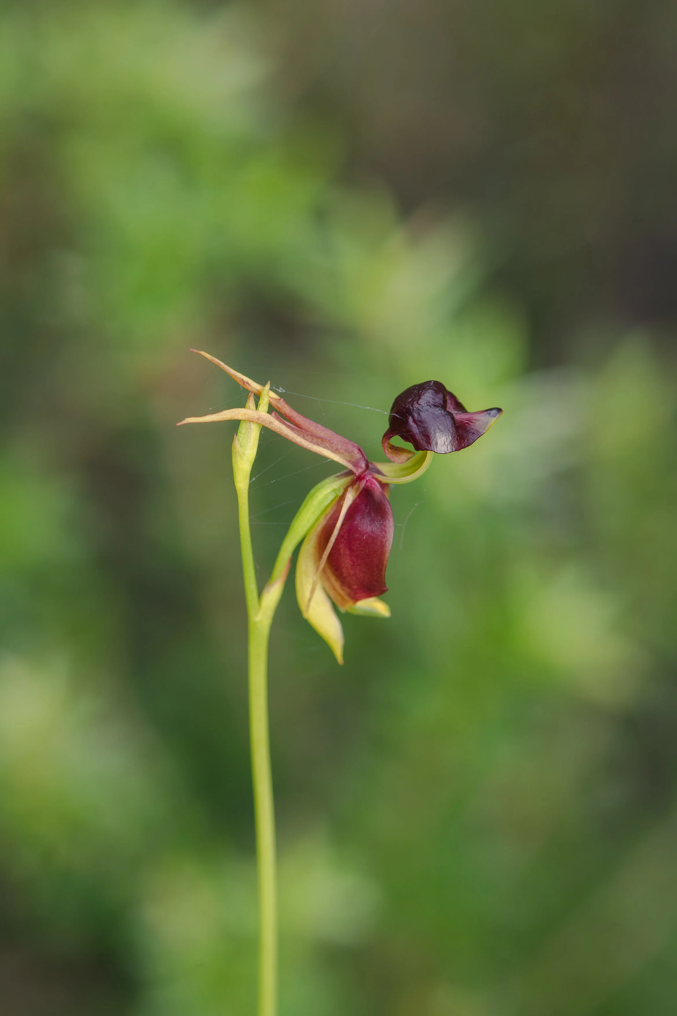 Large Duck Orchid A4.jpg