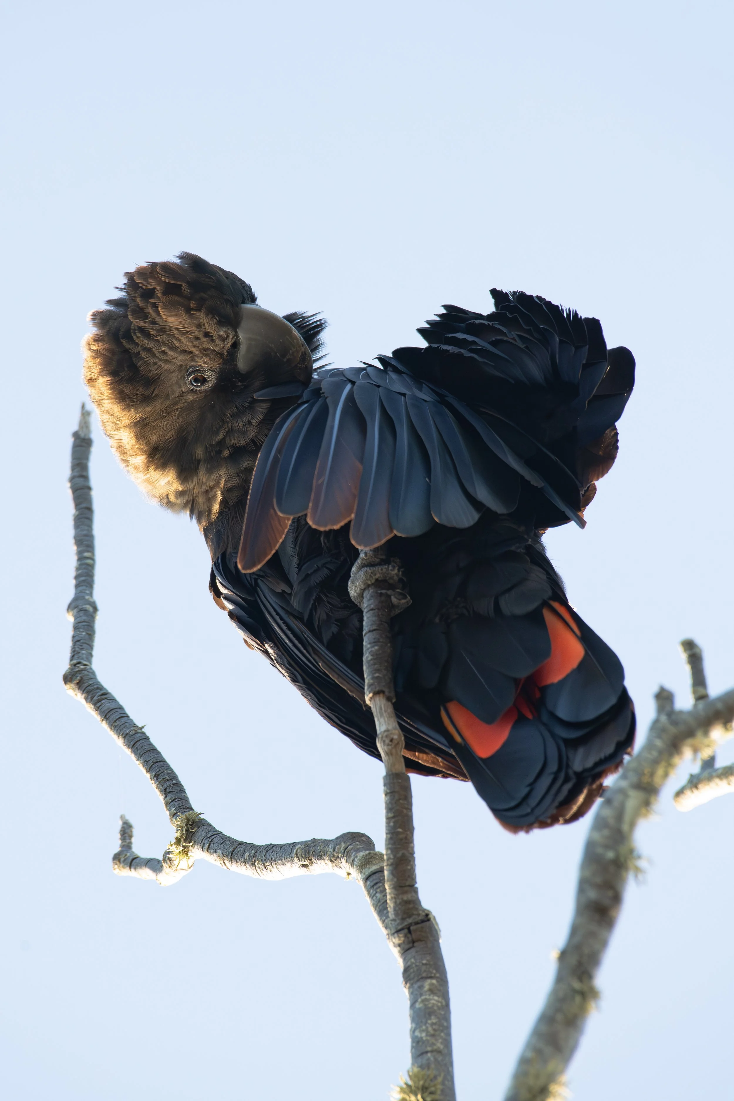 Male Glossy preening A2.jpg