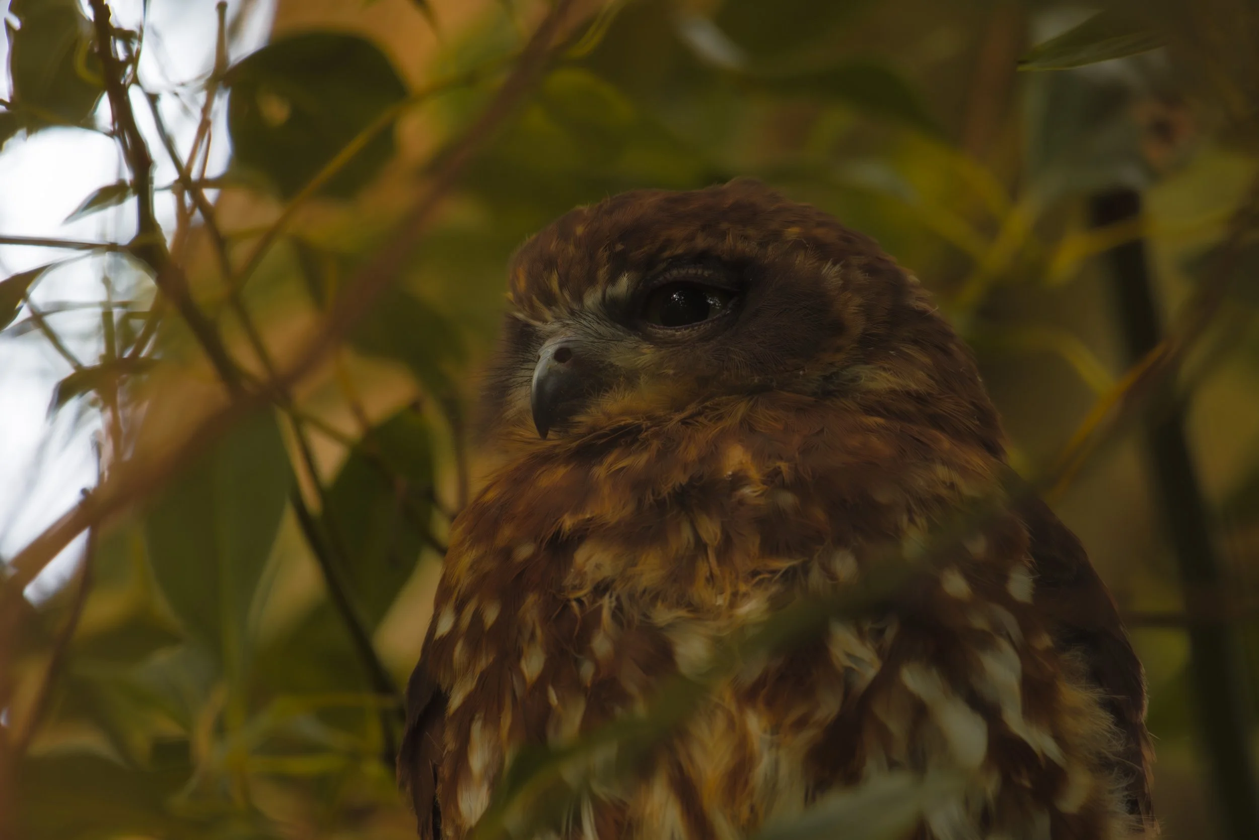 Australian Boobook Owl- Landscape