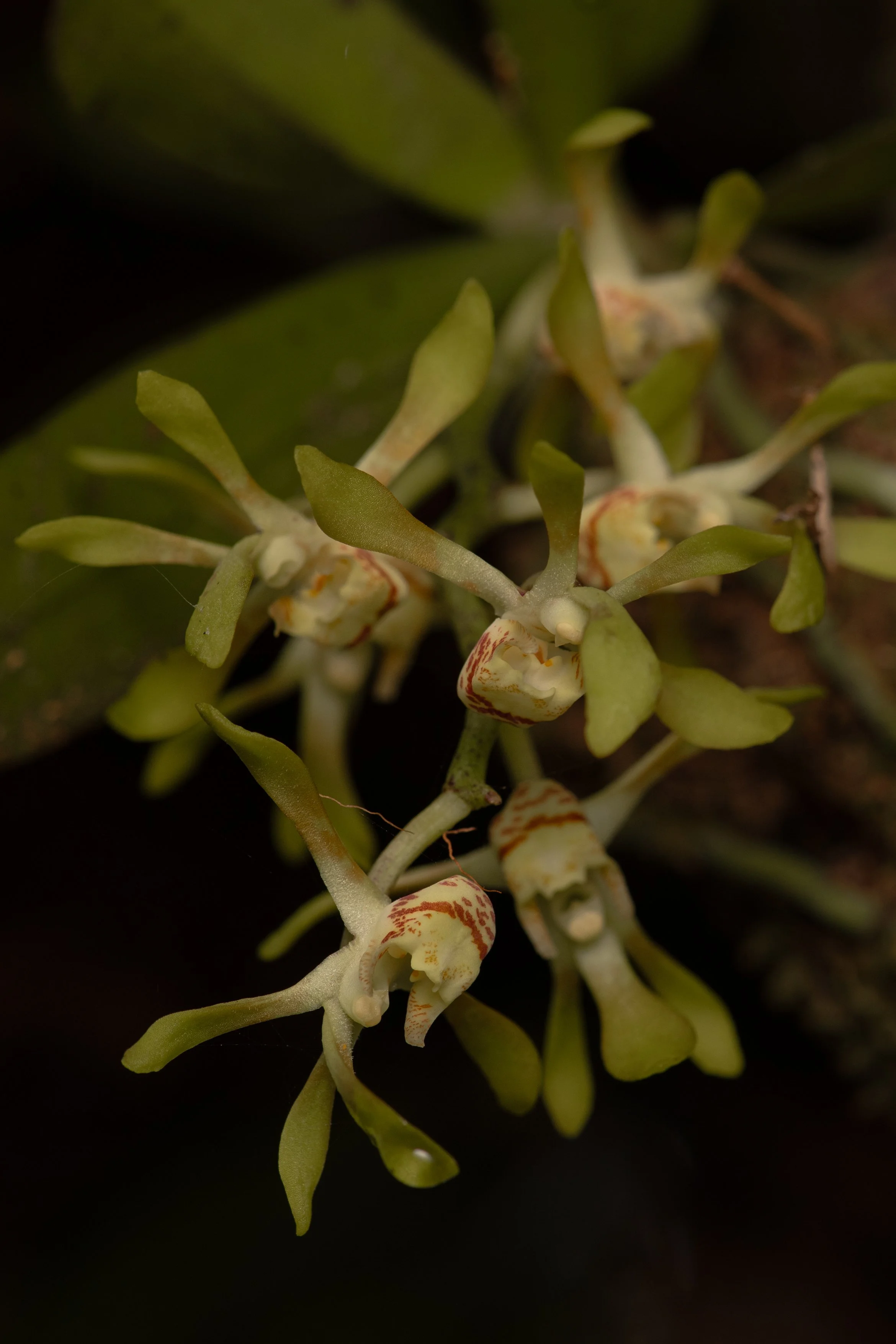 Southern Lawyer Orchid A4.jpg