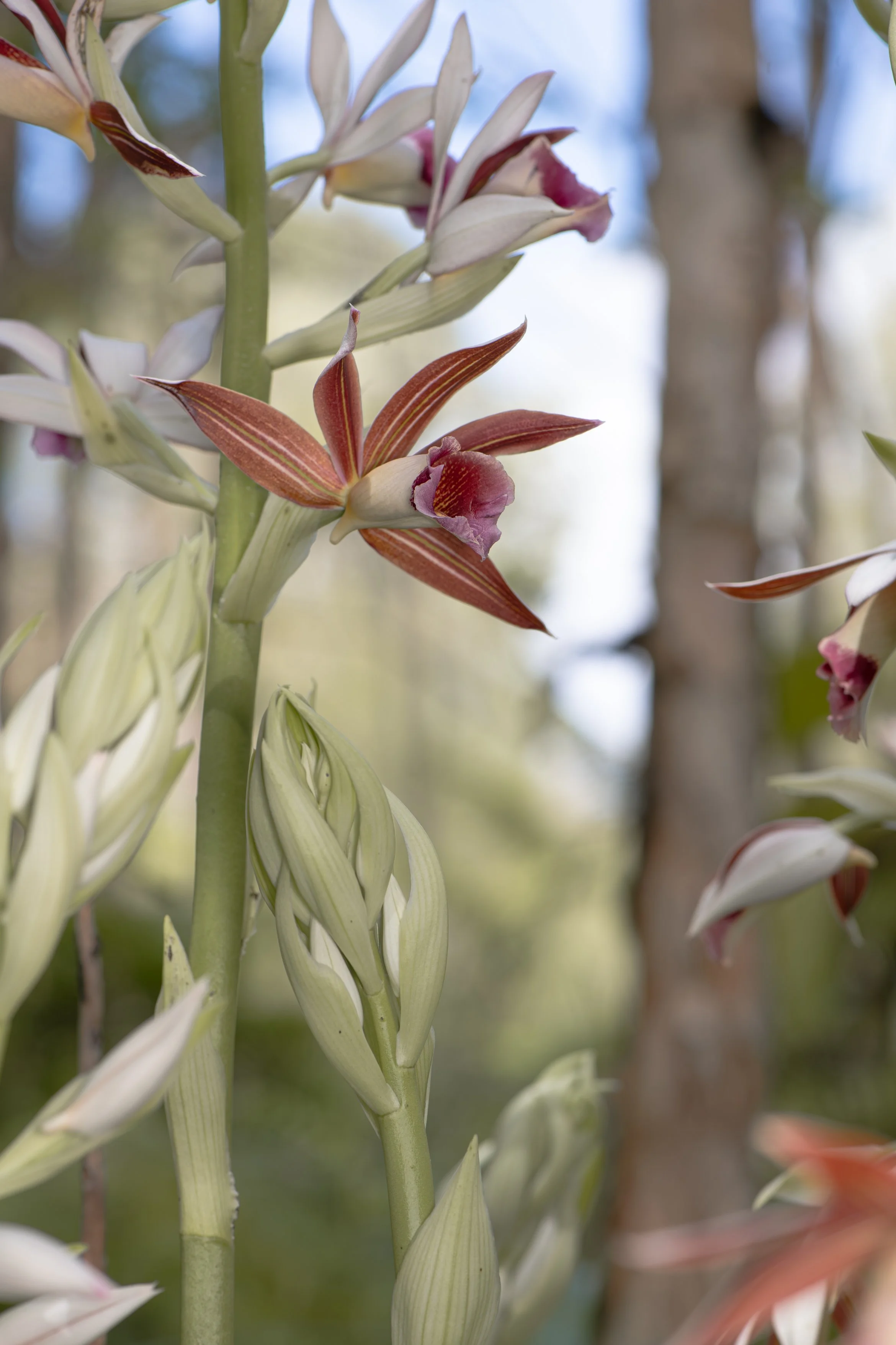 Lesser Swamp Orchid A4.jpg