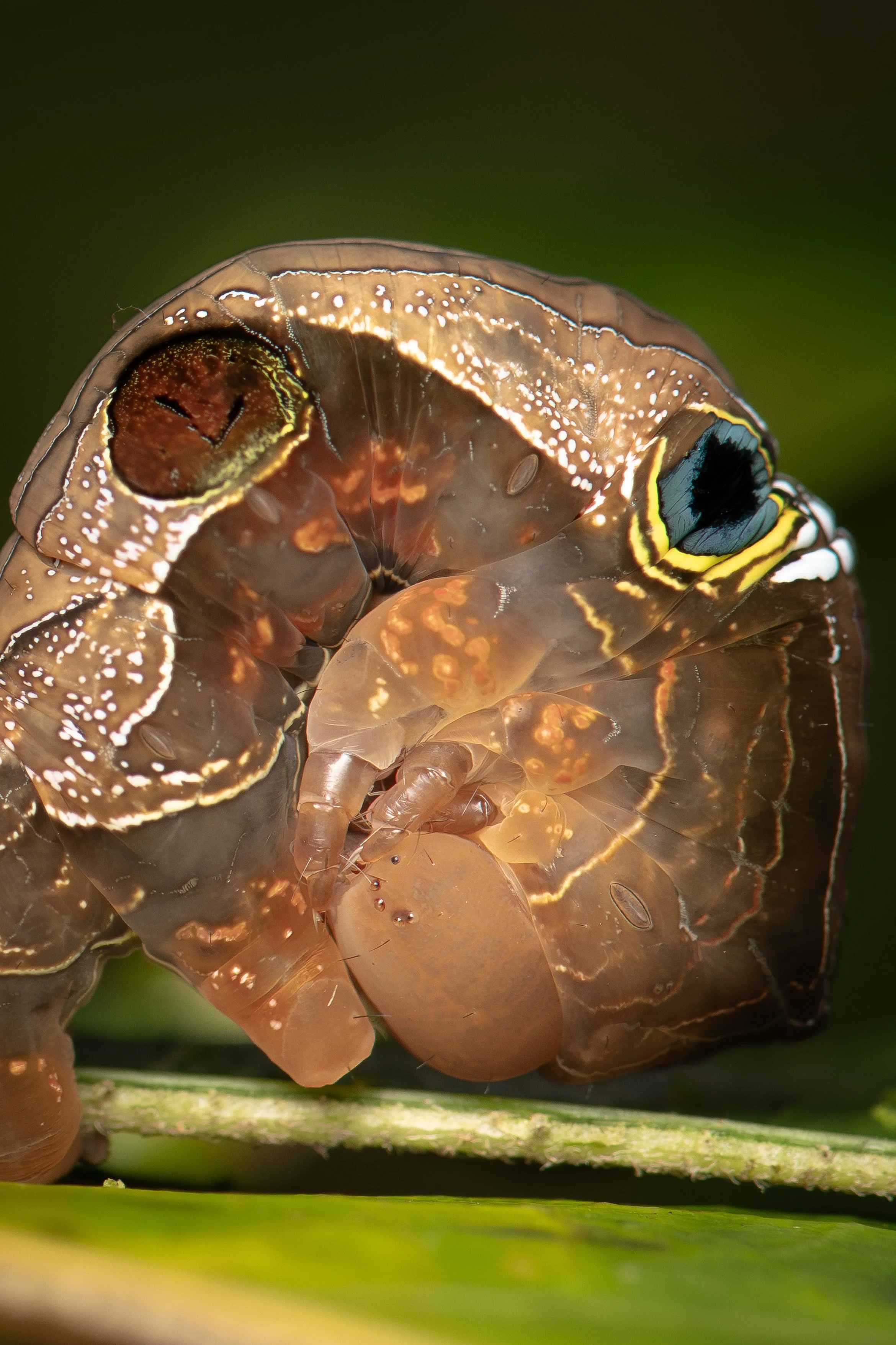 Southern Pink Underwing Moth Caterpillar