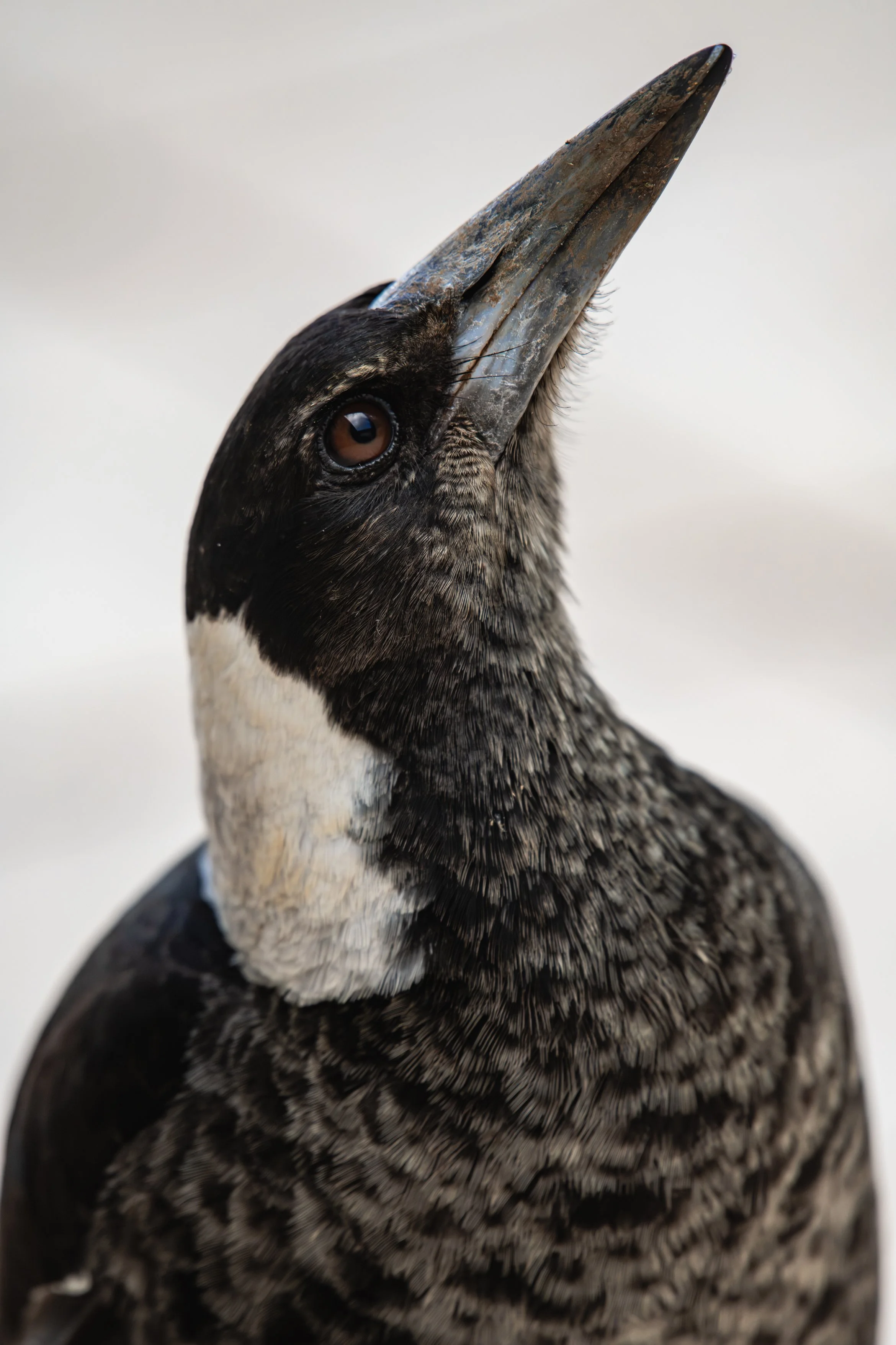 MAGPIE PORTRAIT A4.jpg