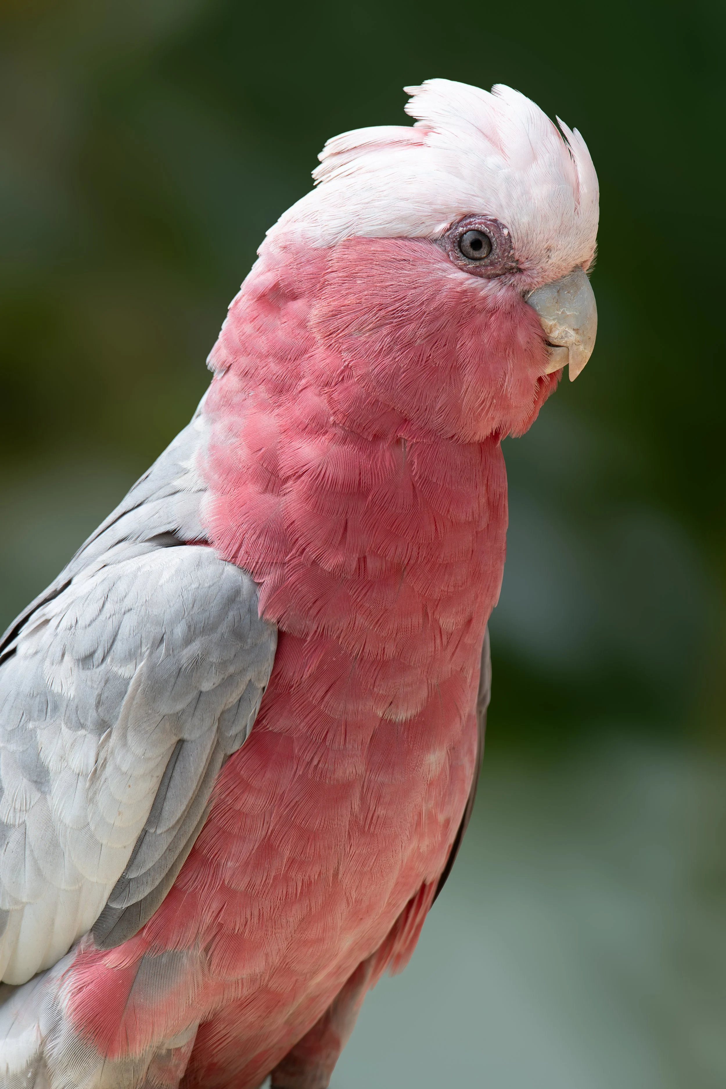 GALAH.jpg