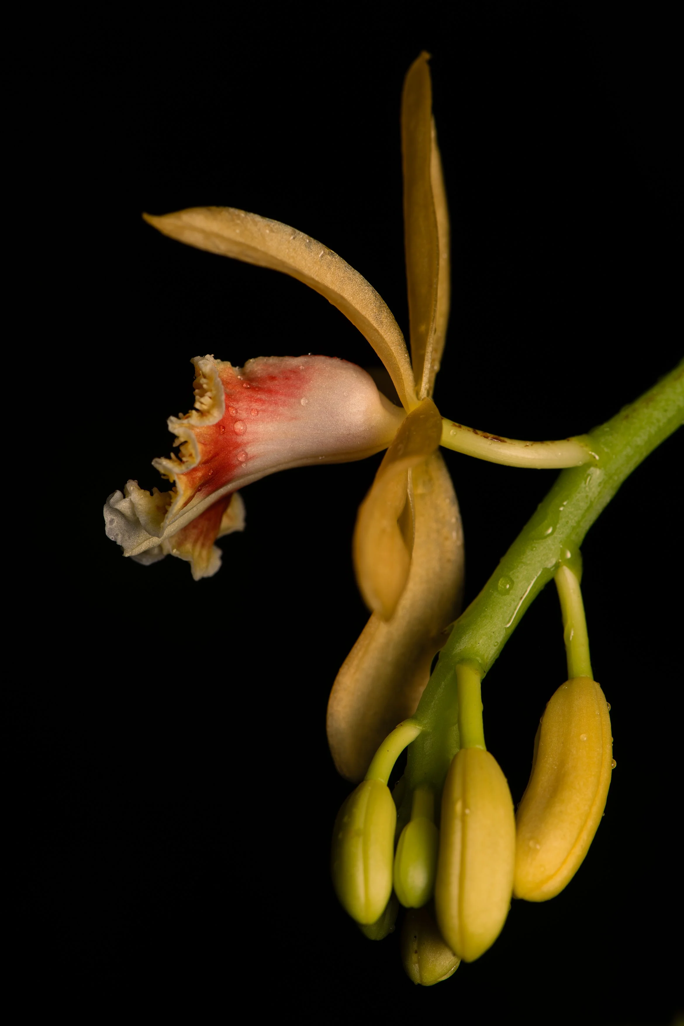 Giant Climbing Orchid.jpg