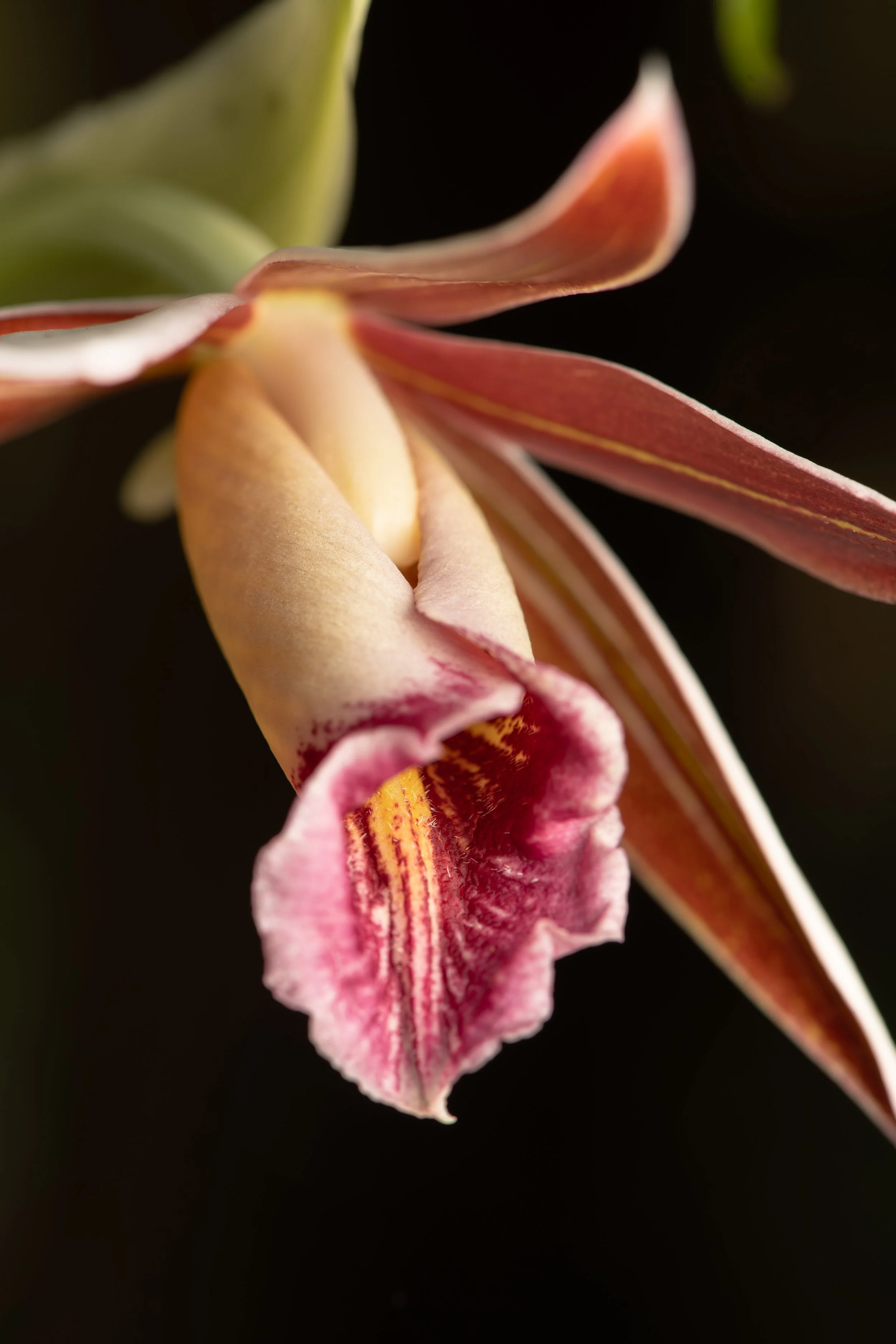 Lesser Swamp Orchid