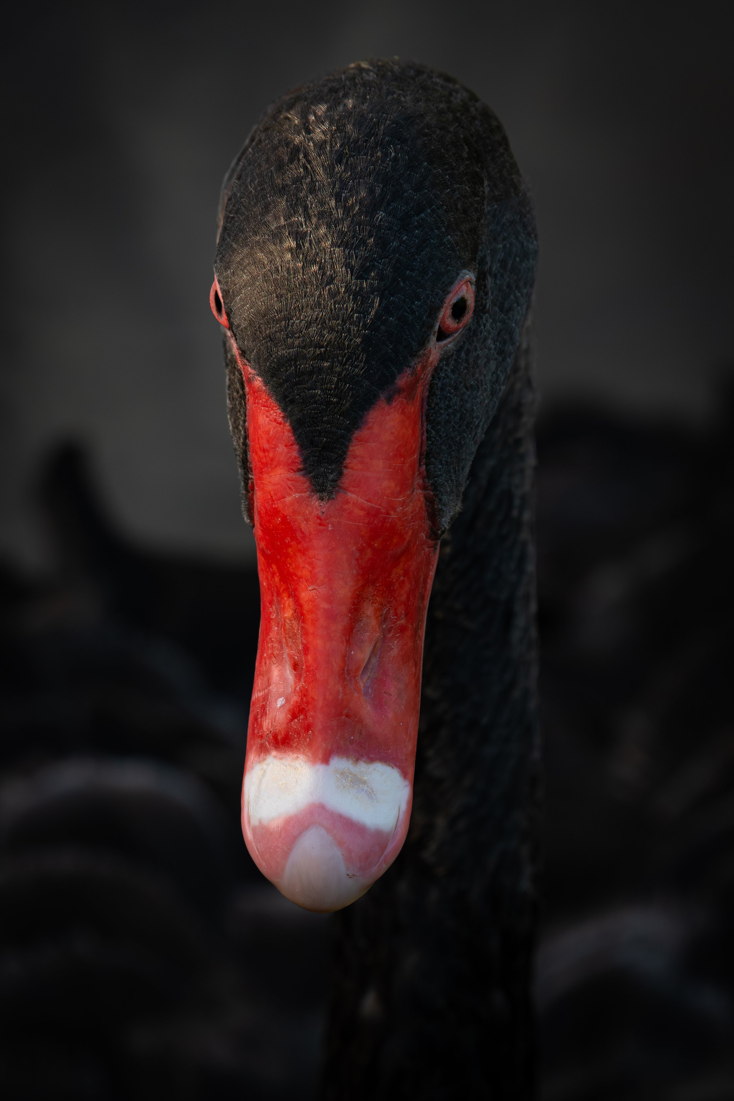 Black Swan up close.jpg