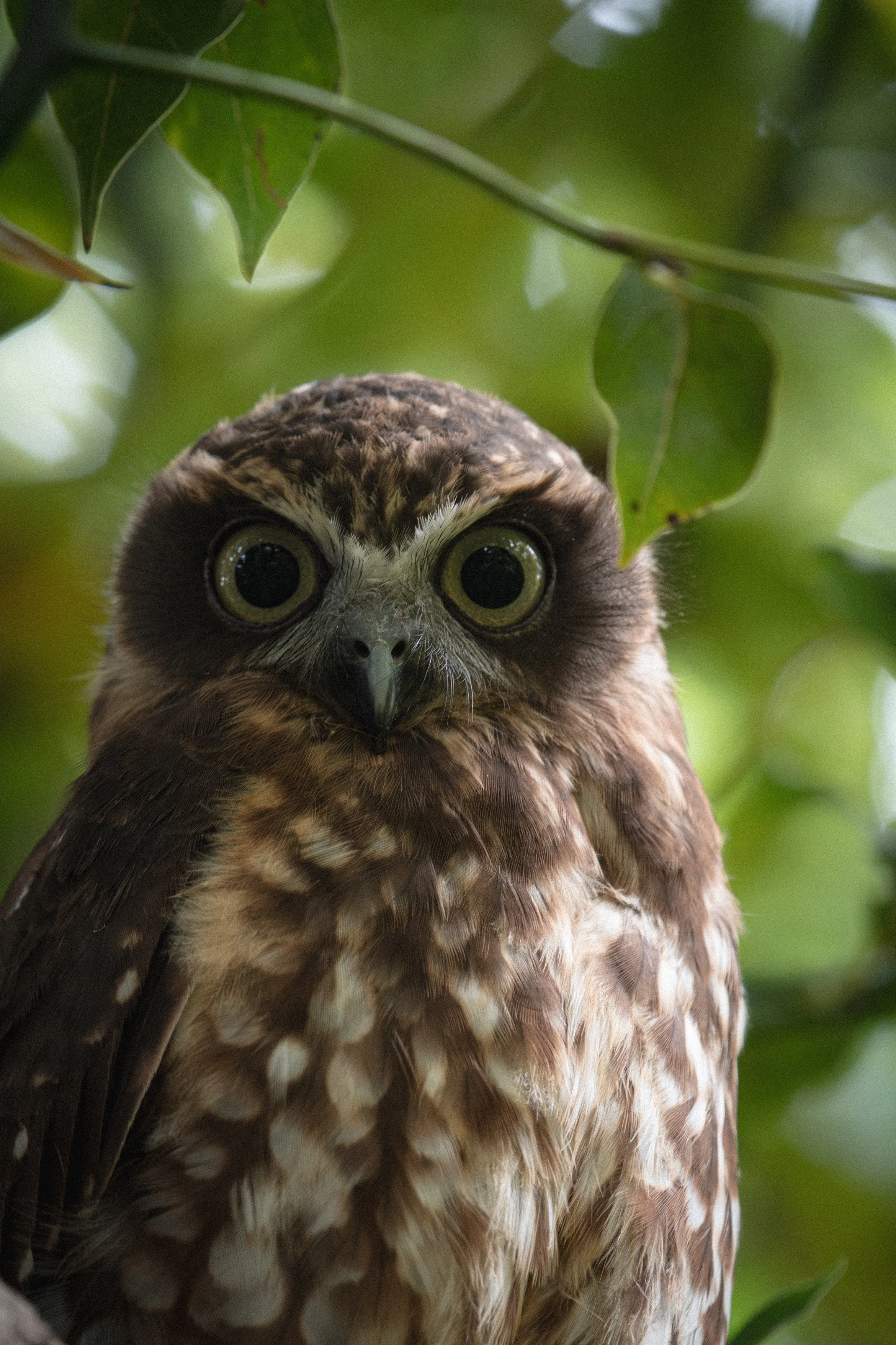 Boobook Owl A4.jpg