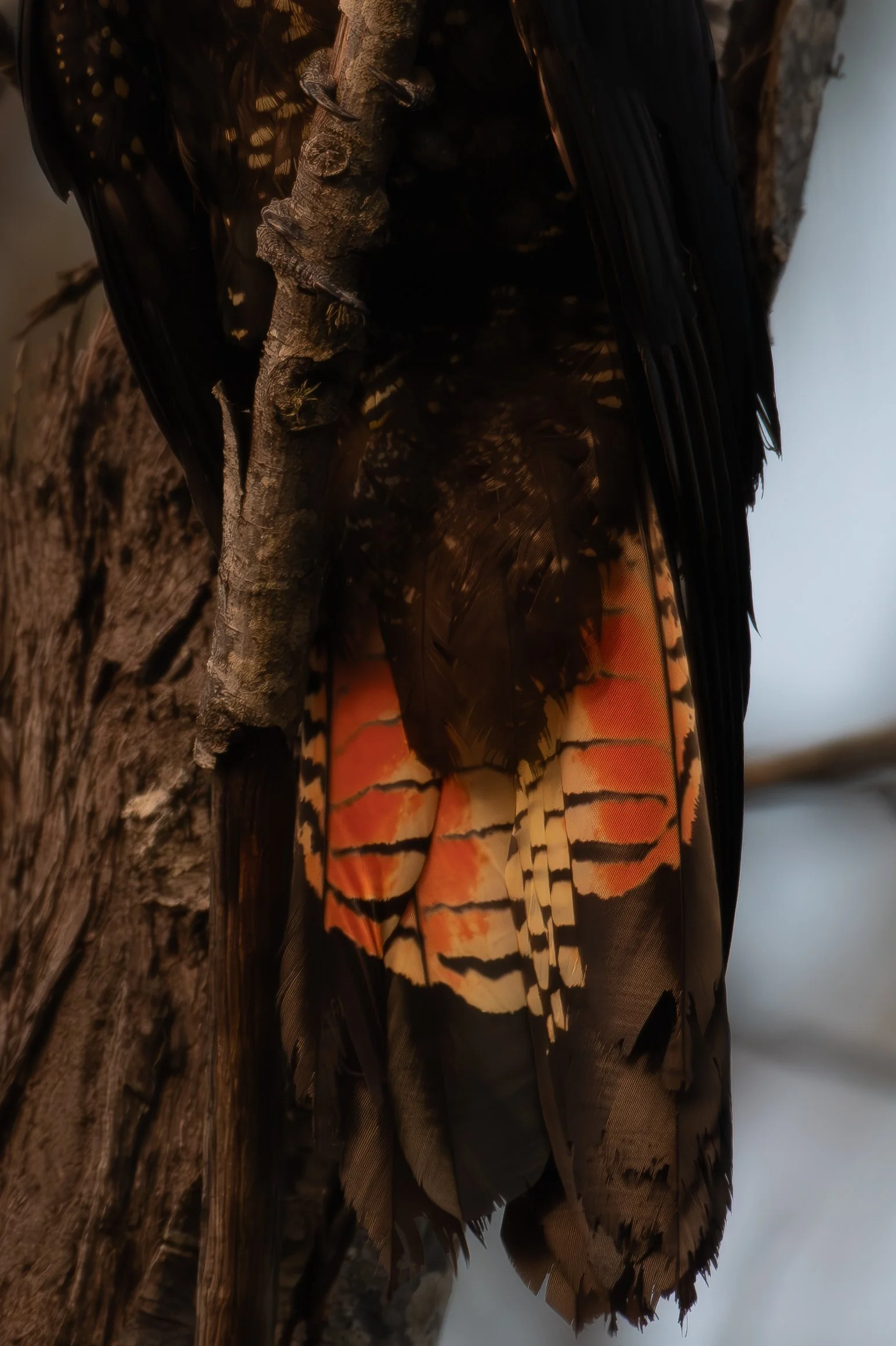 Glossy Black Cockatoo