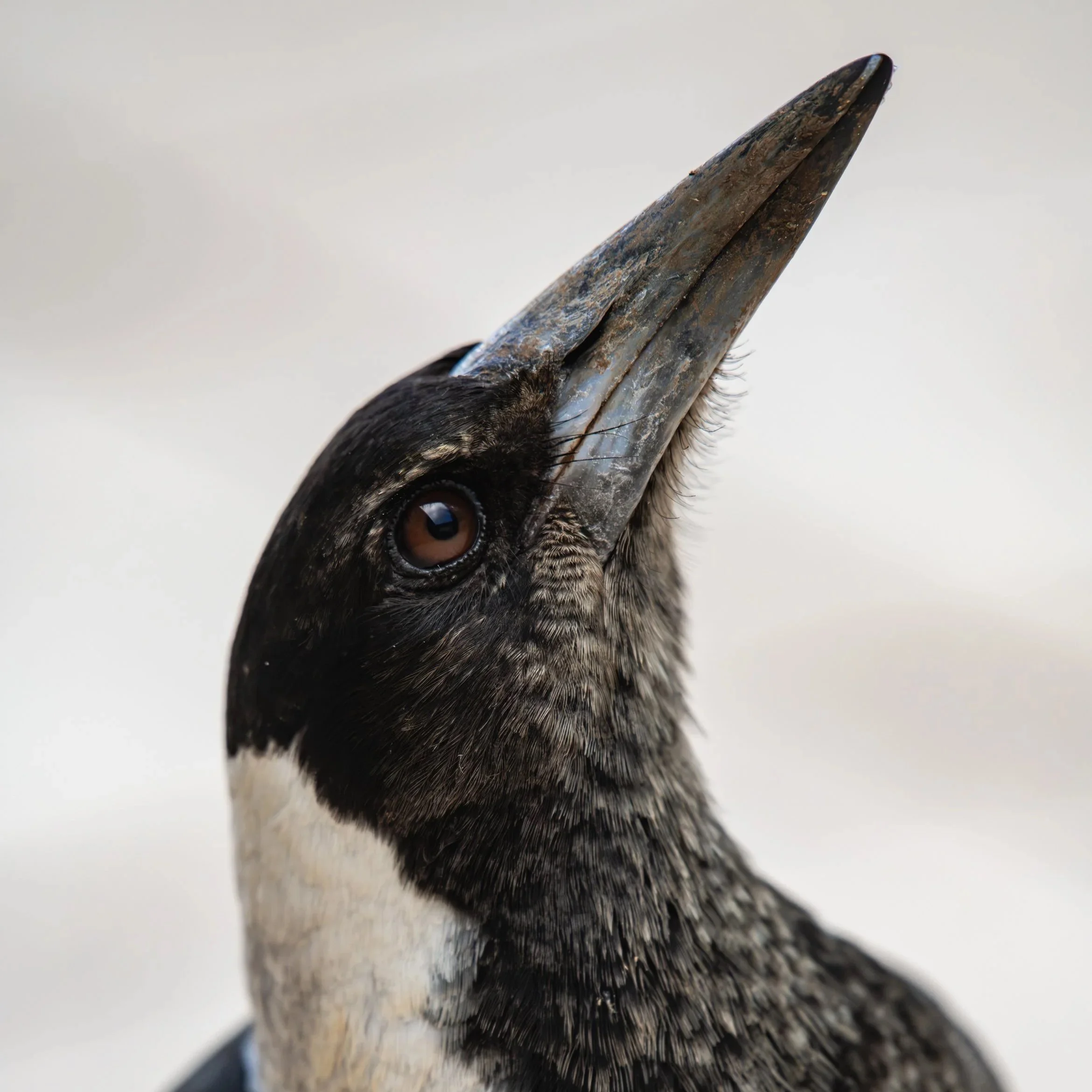 Australian Magpie Portrait