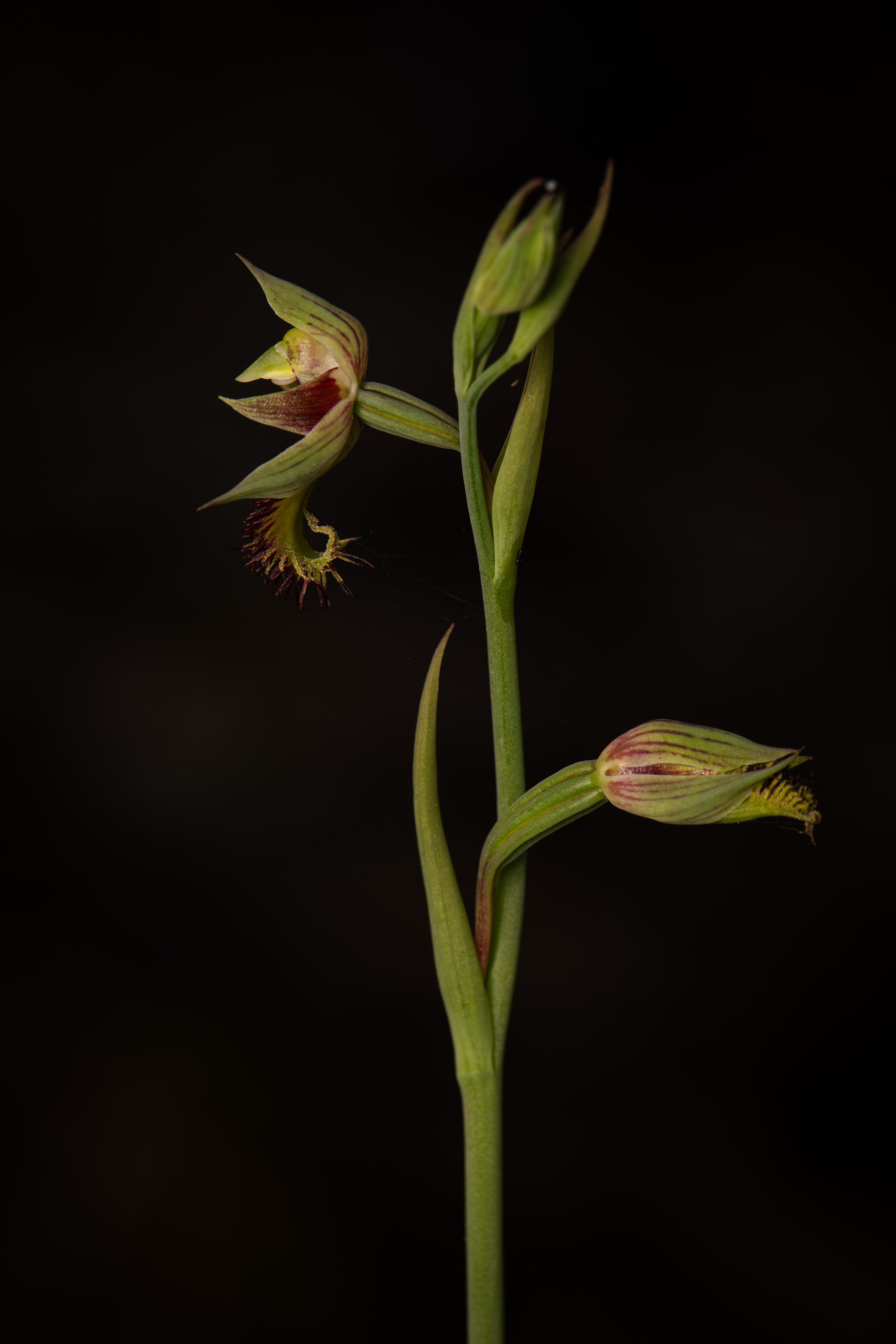 Purple Beard Orchid A4.jpg