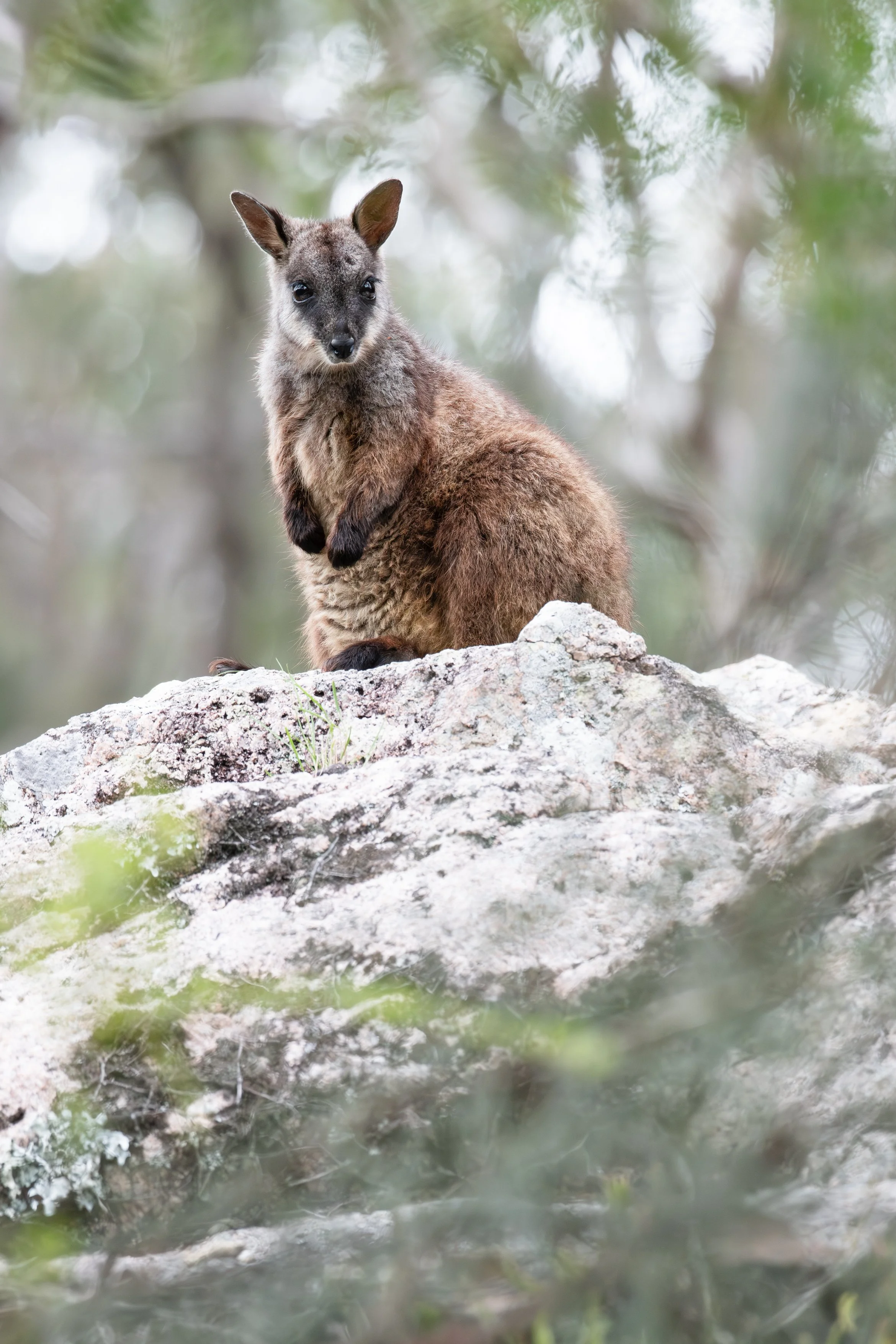 Brush-tailed Rock Wallaby A4-2.jpg