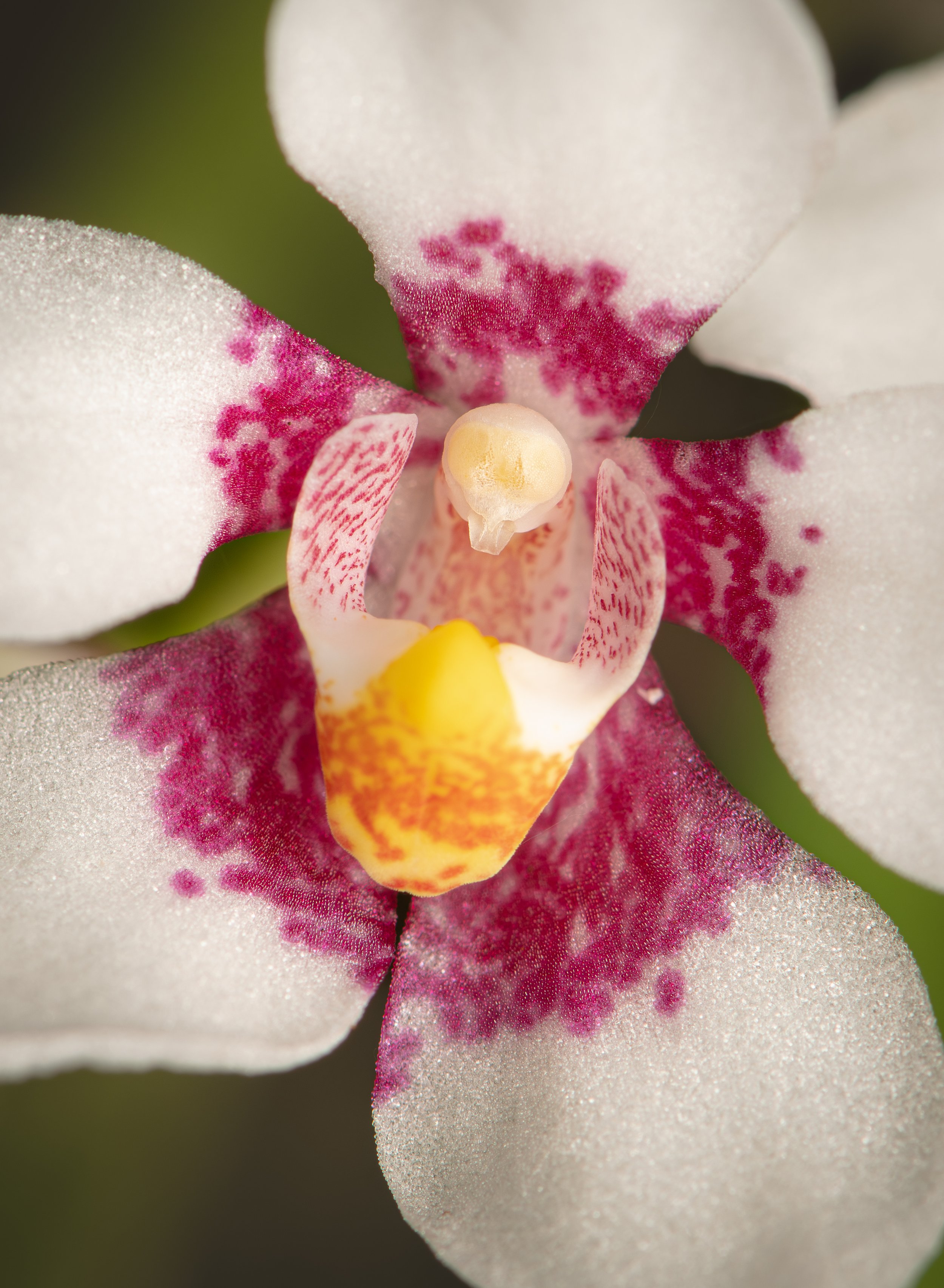 Ravine Orchid A3.jpg