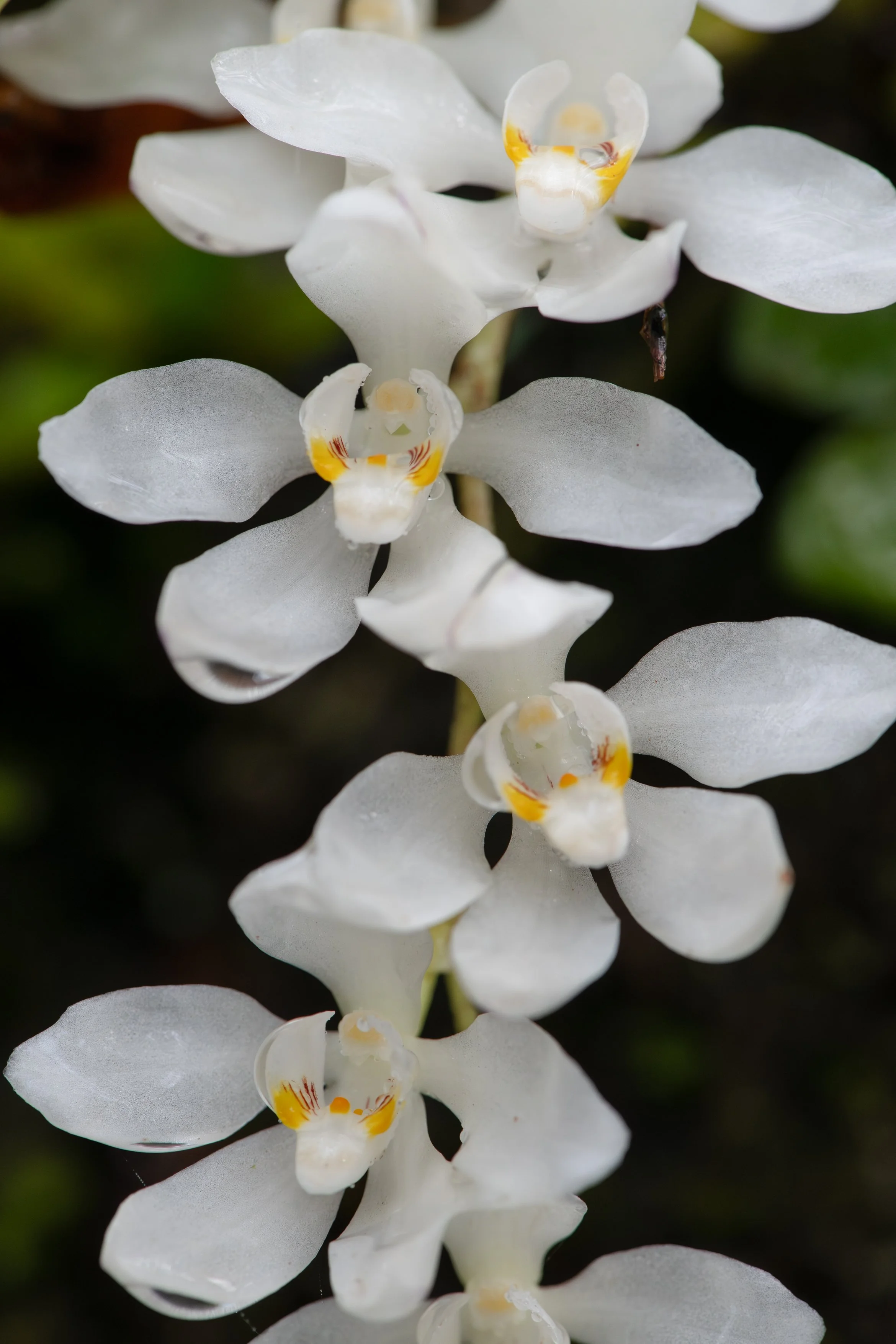 Leathery Orange Blossom A4.jpg