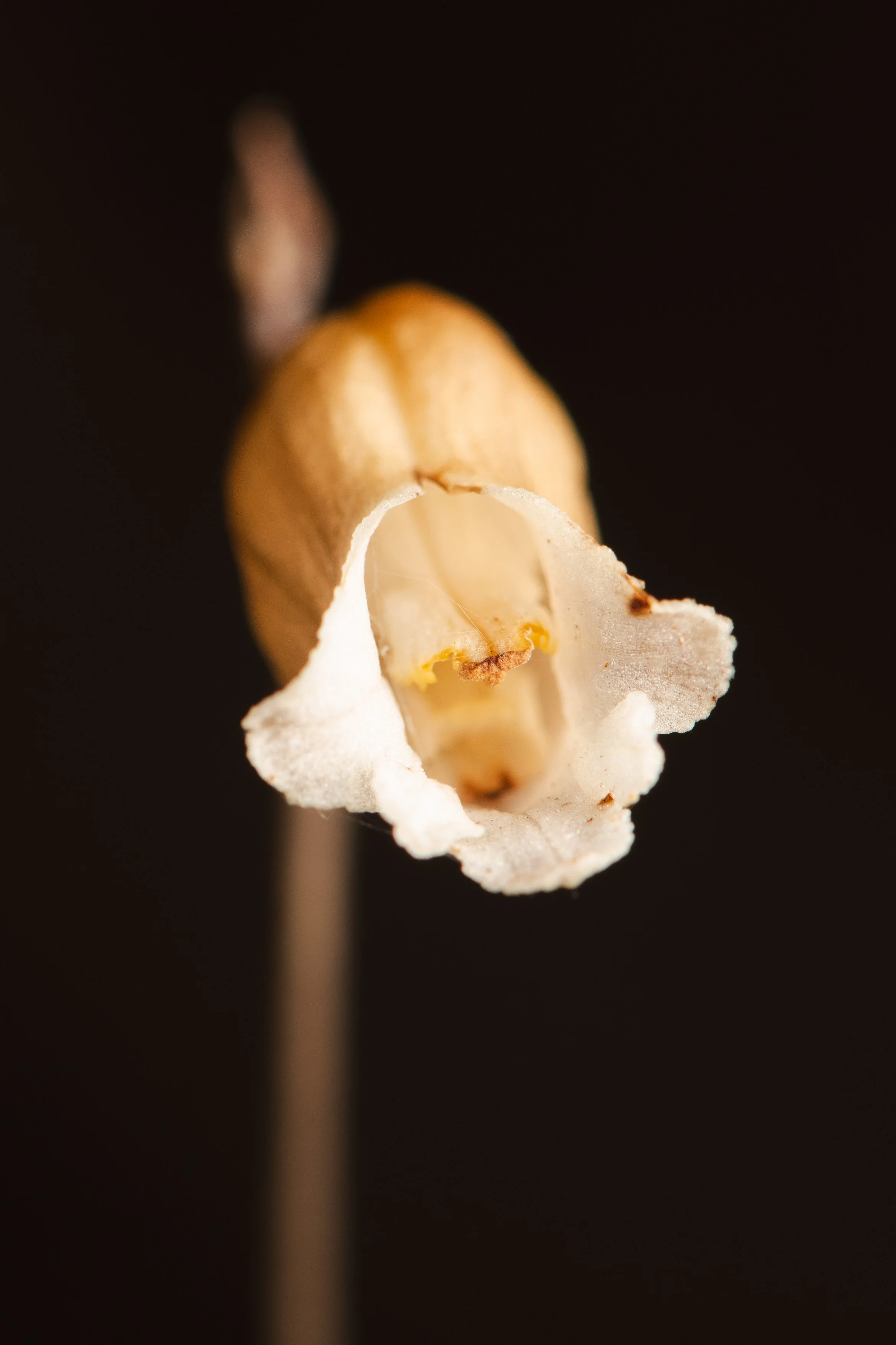 Potato Orchid A4.jpg