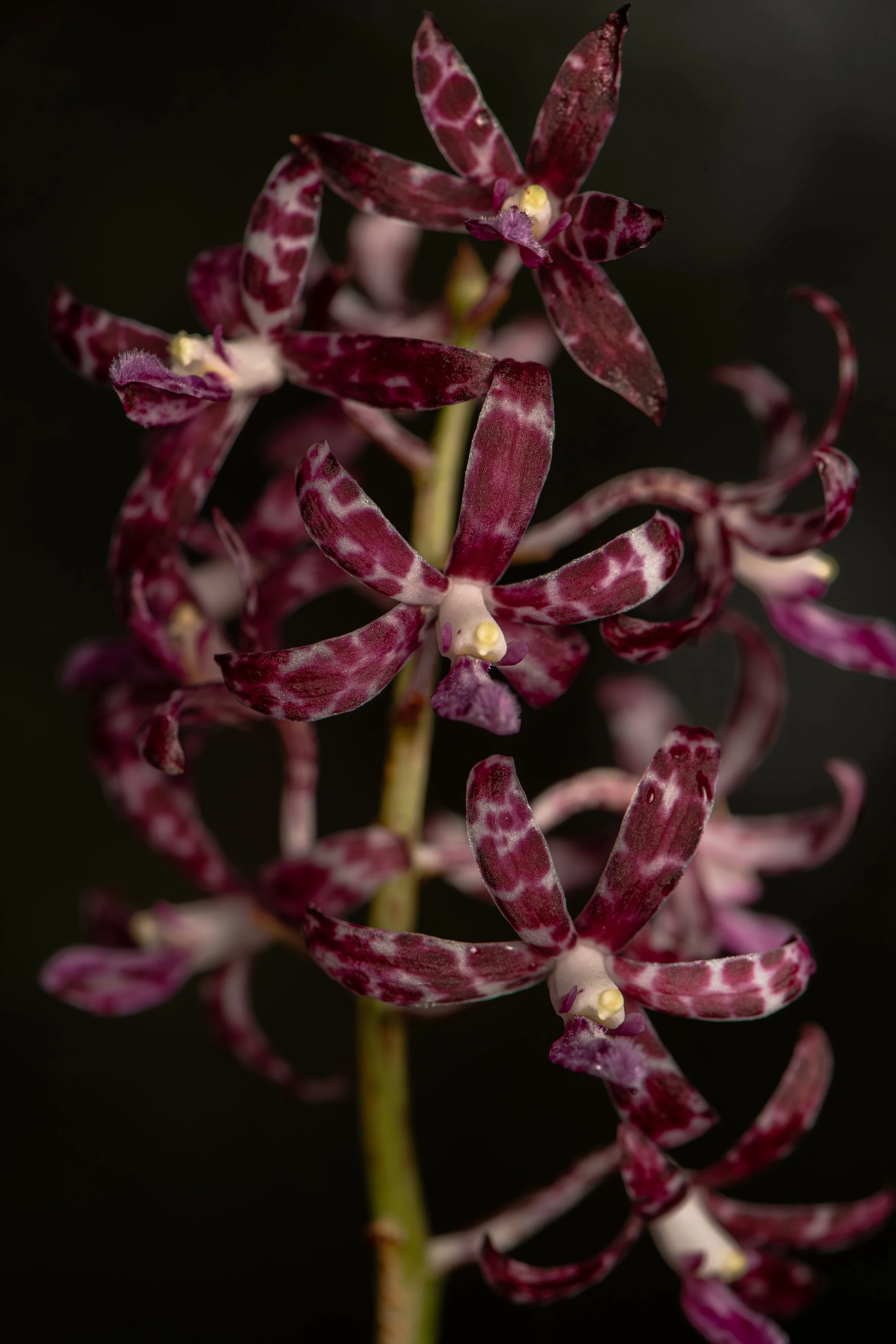 Slender Hyacinth Orchid.jpg