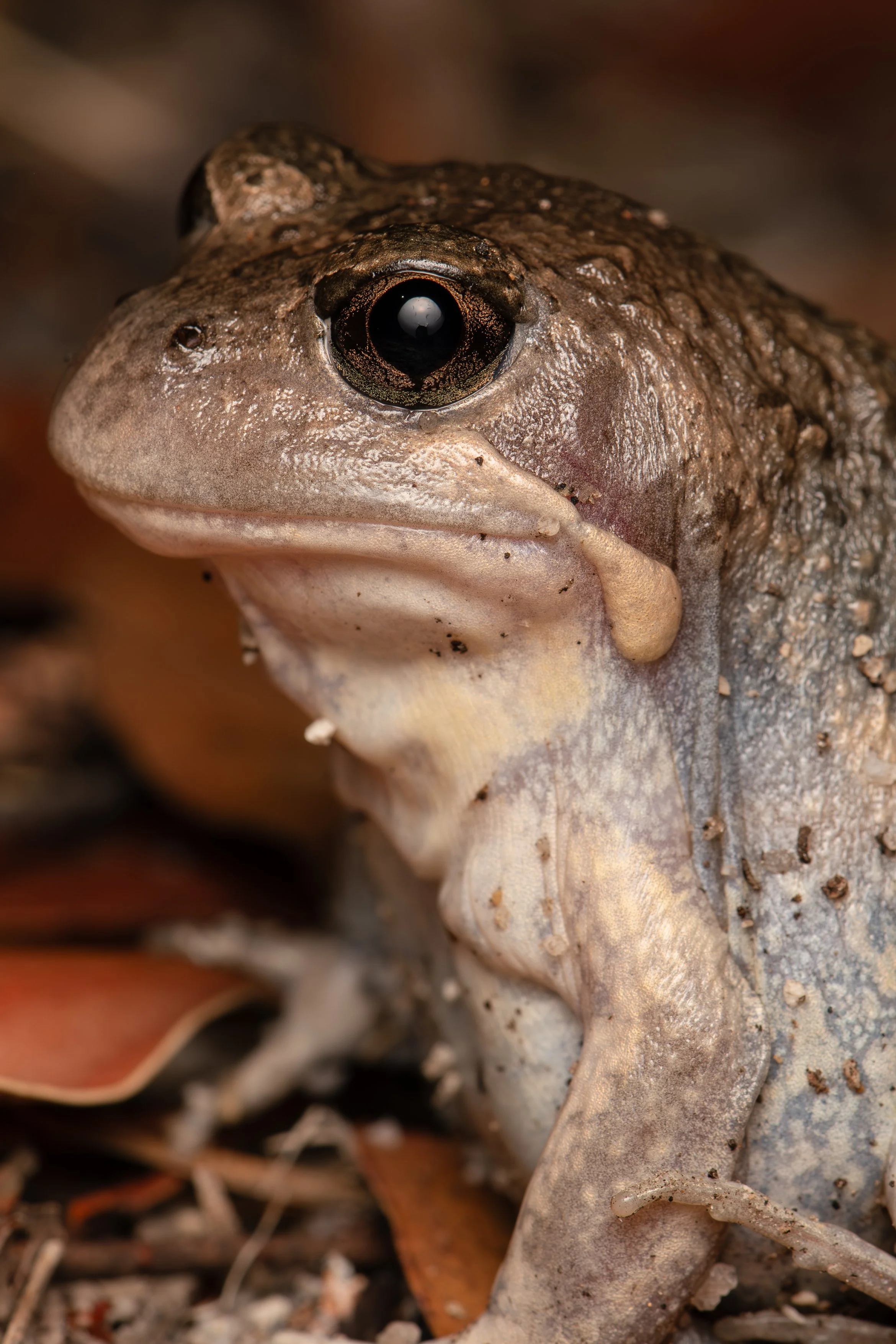 Eastern Banjo Frog