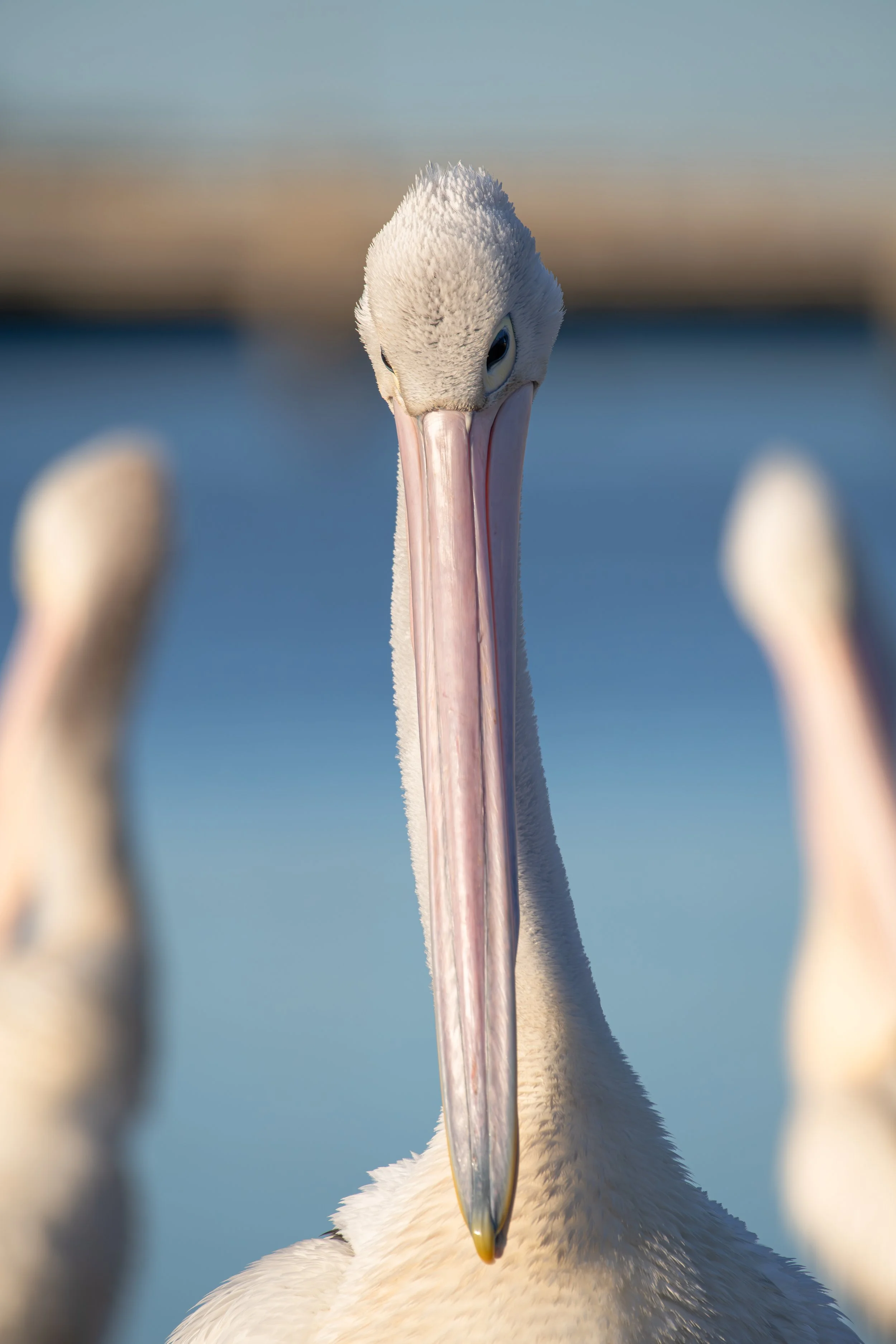 Pelican front on.jpg