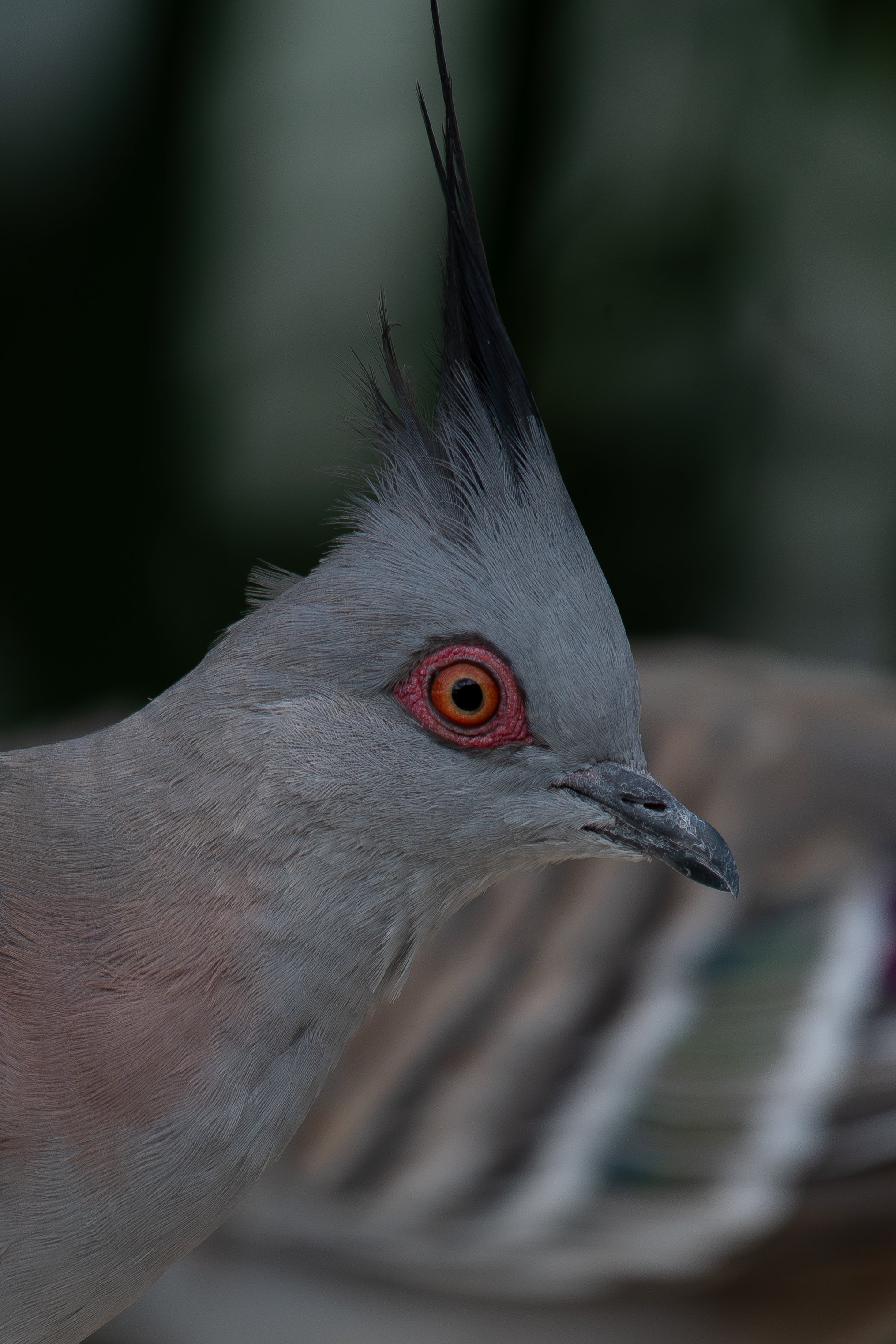 CRESTED PIGEON.jpg