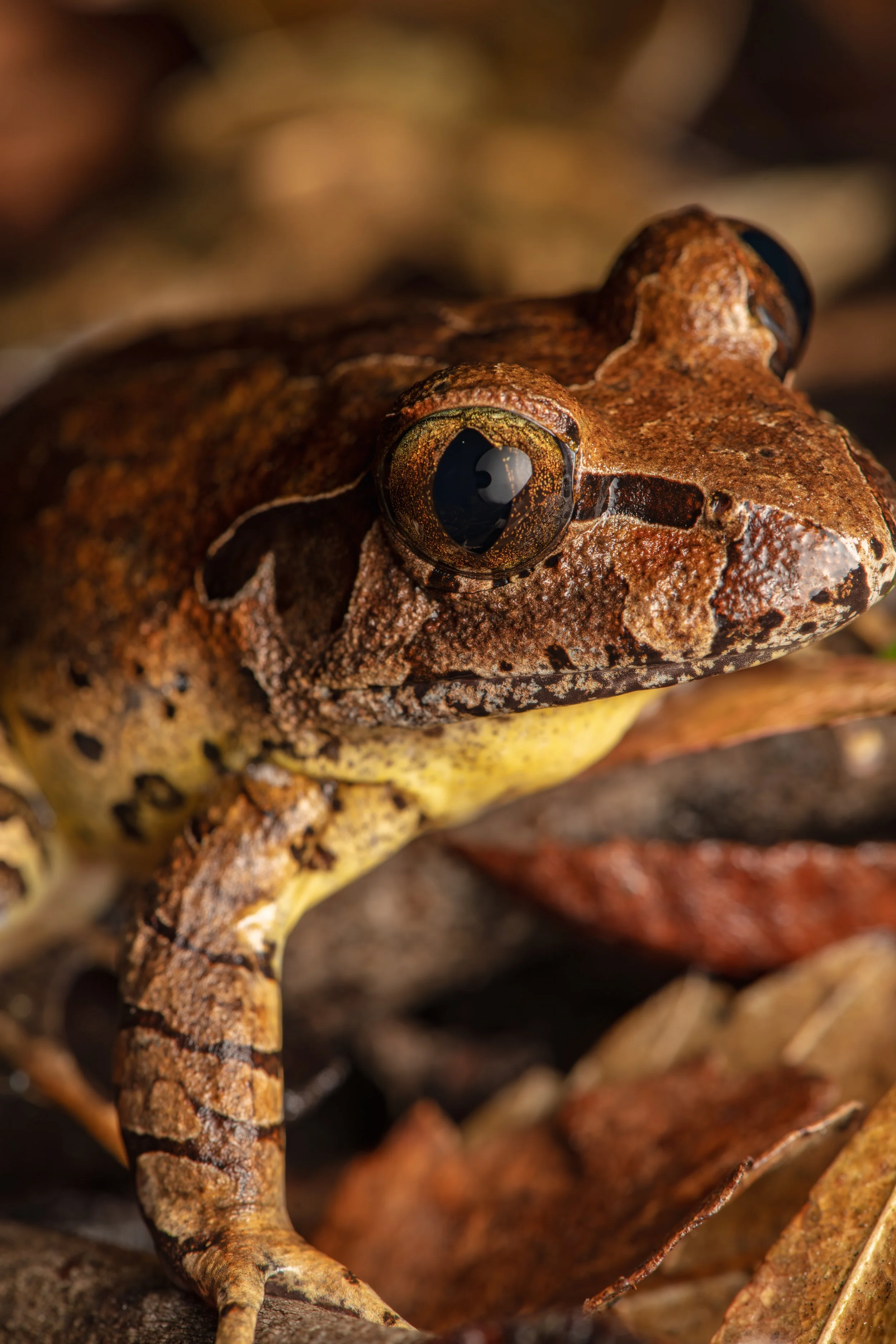 Fleays Barred Frog A3.jpg