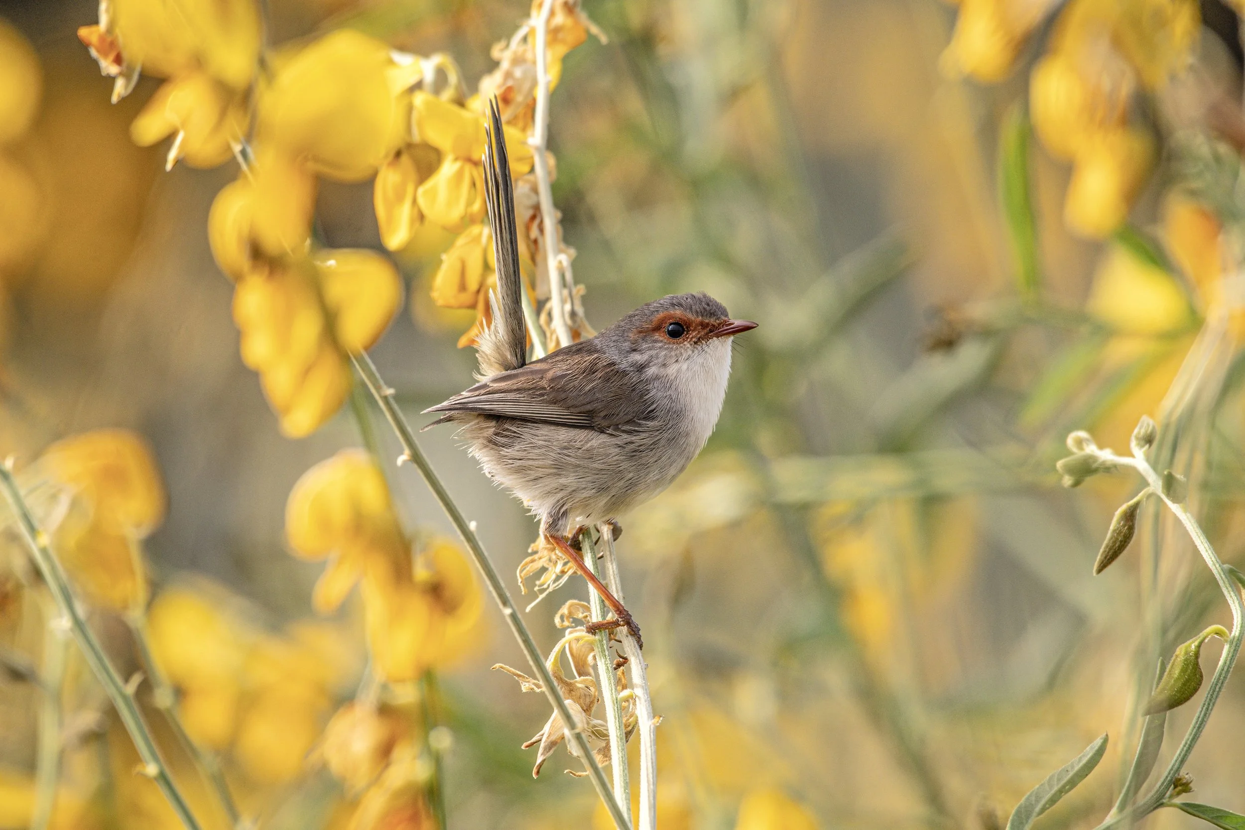 Female Superb Fairywren - Landscape