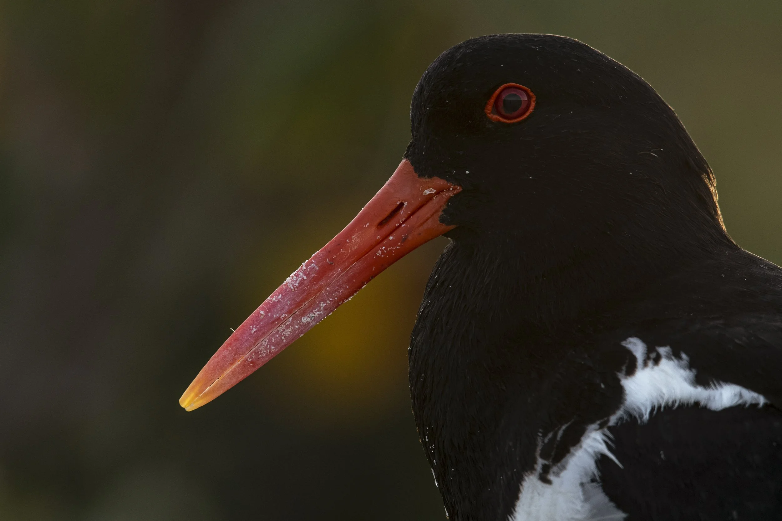 Pied Oystercatcher - Landscape