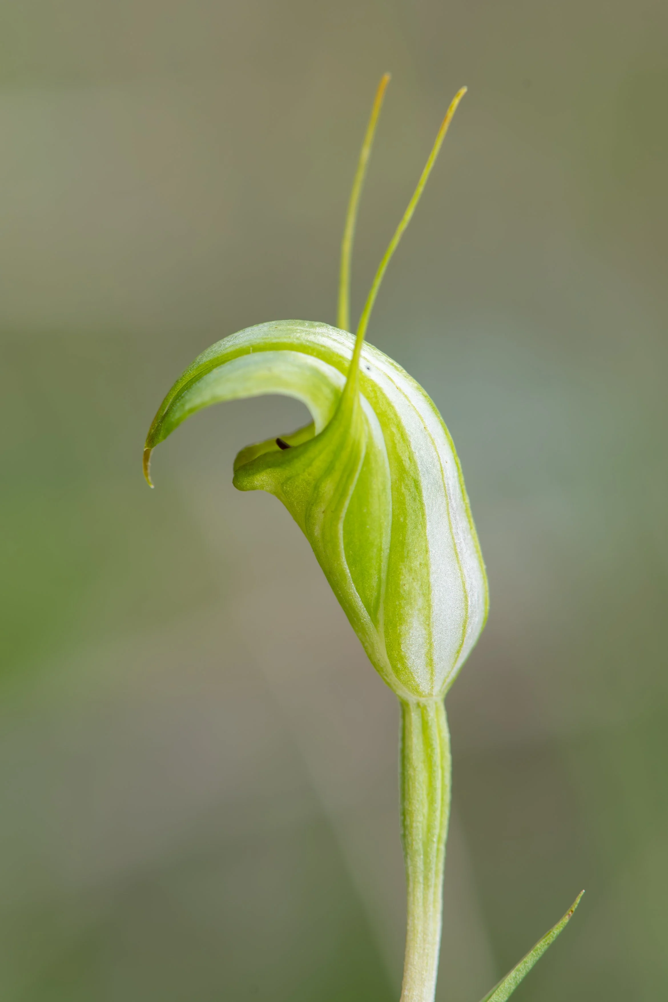 Greenhood- Ebor A4.jpg