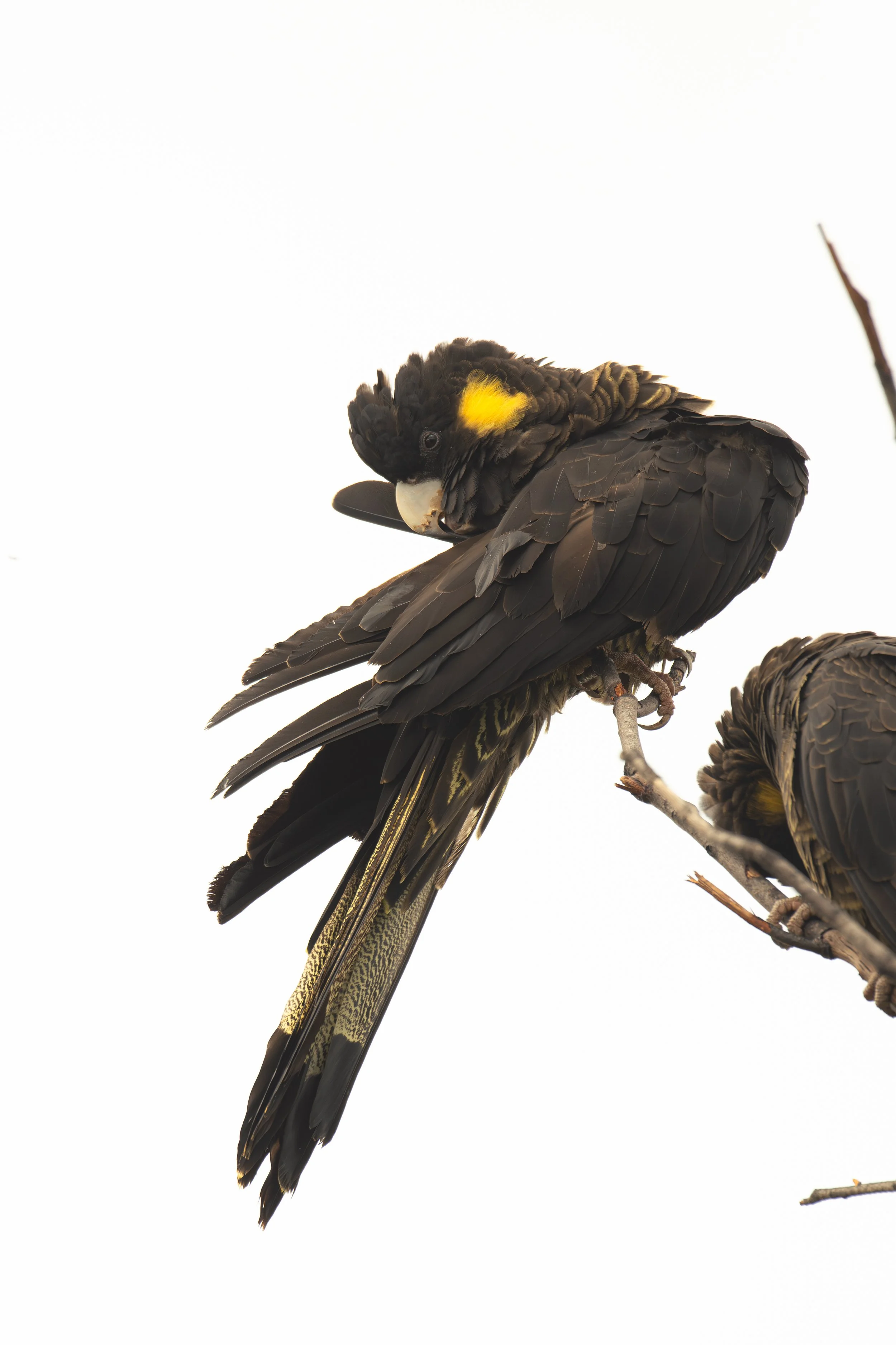 Yellow-tailed Black Cockatoo Preening