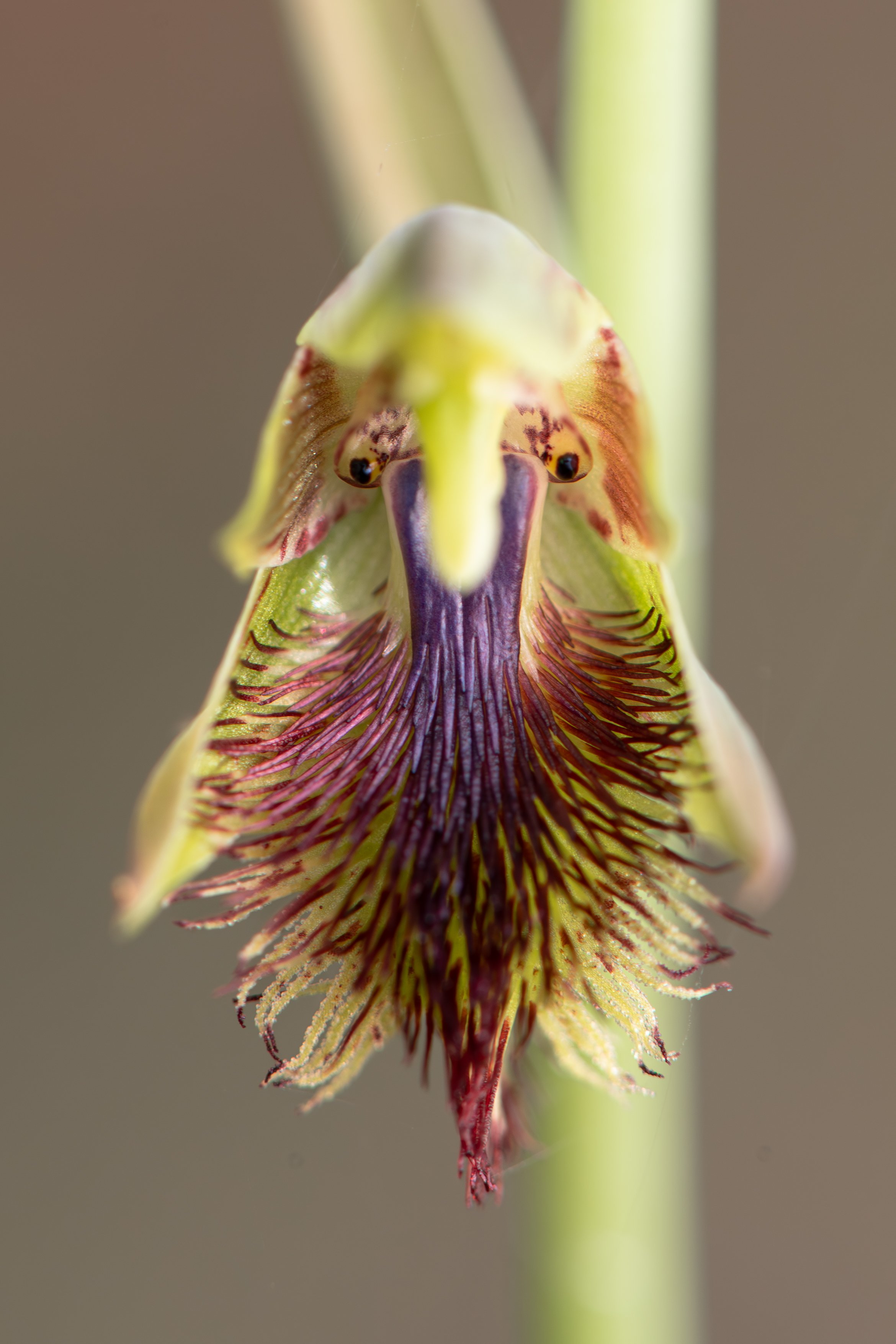 Copper Beard Orchid