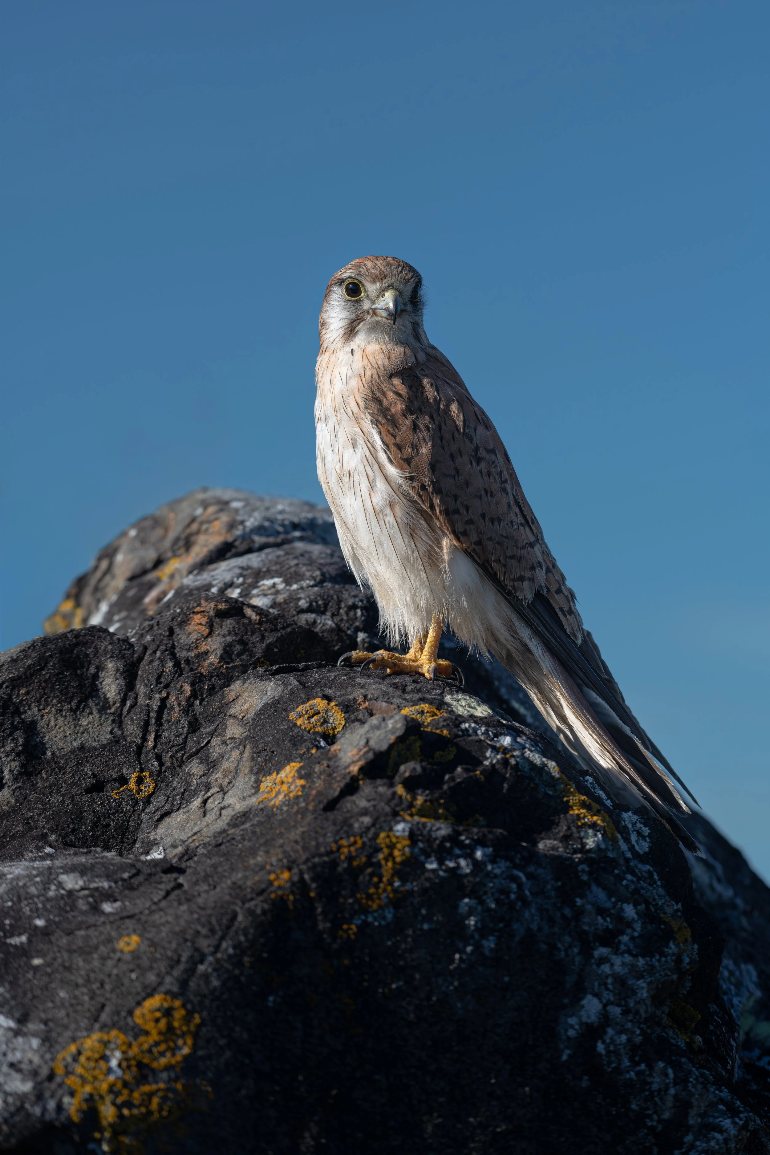 Nankeen Kestrel A3.jpg