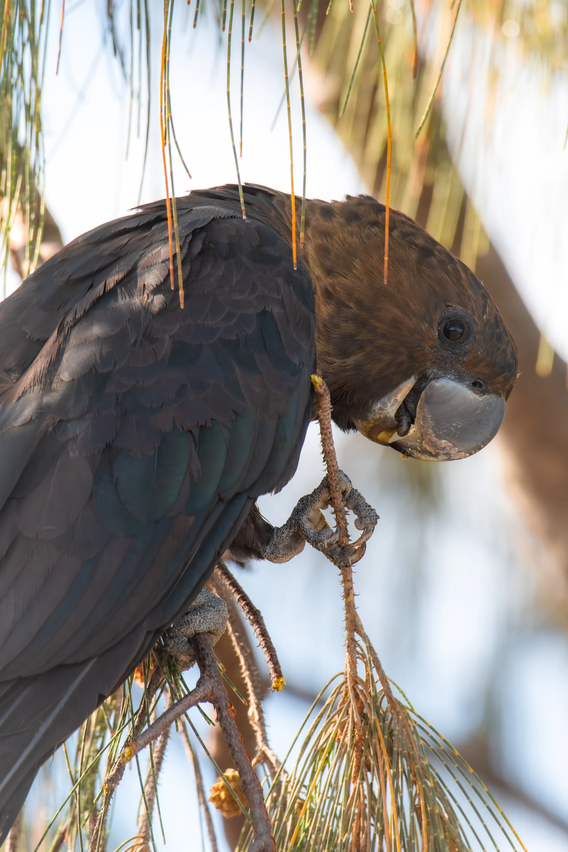 Male Glossy Black Cockatoo Feeding