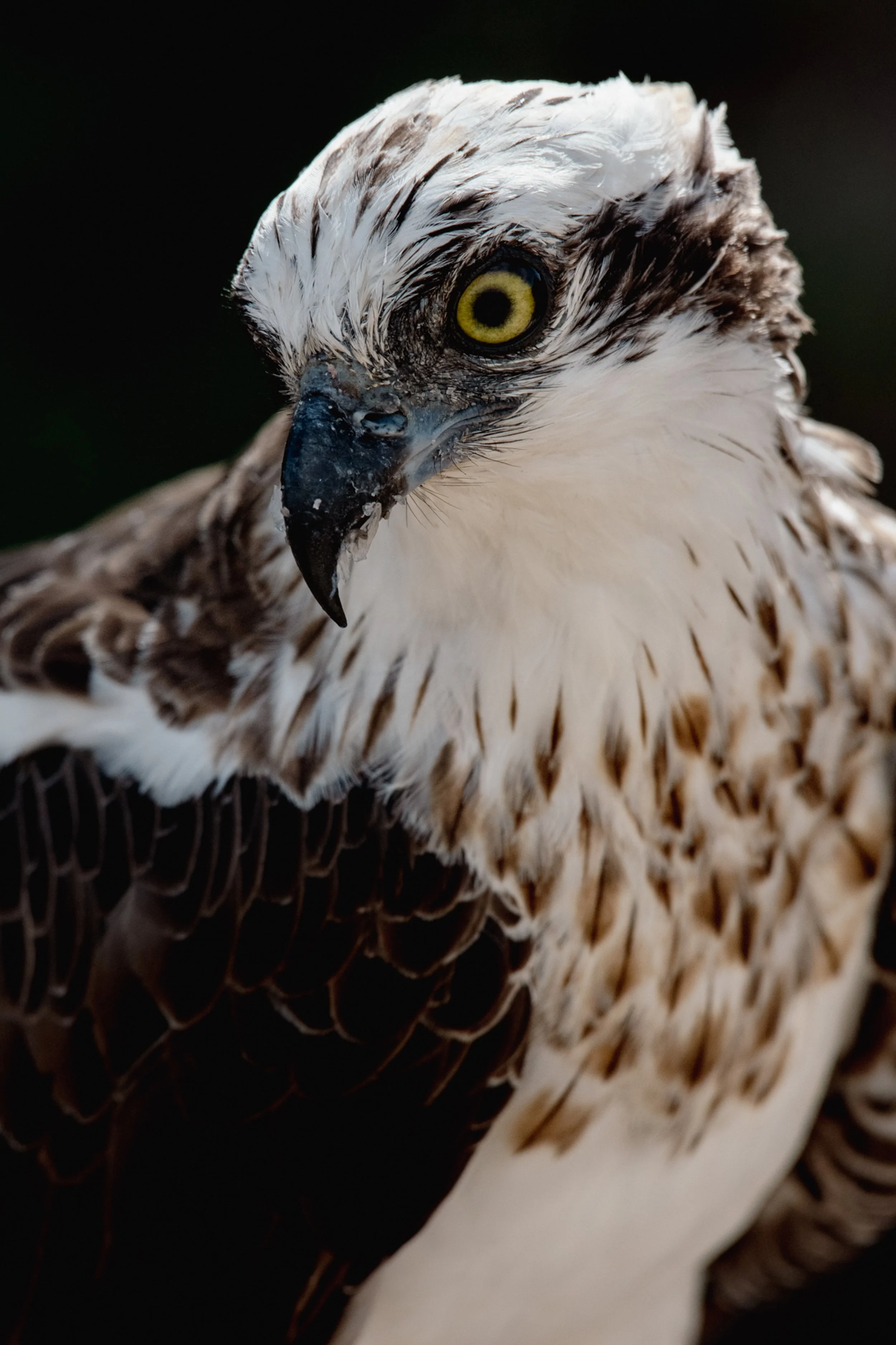 Eastern Osprey Portrait