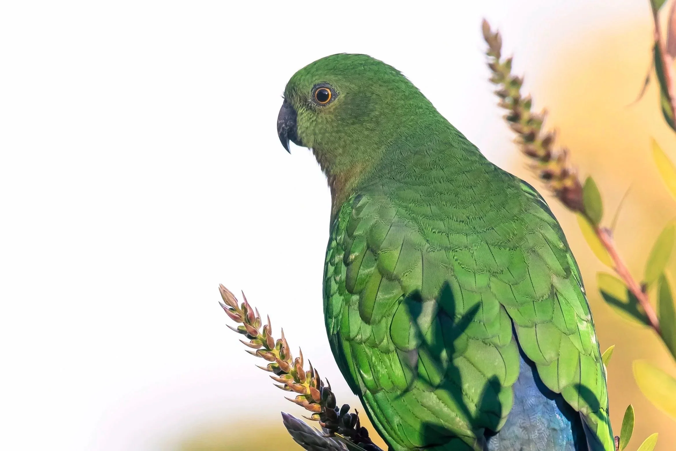Female King Parrot