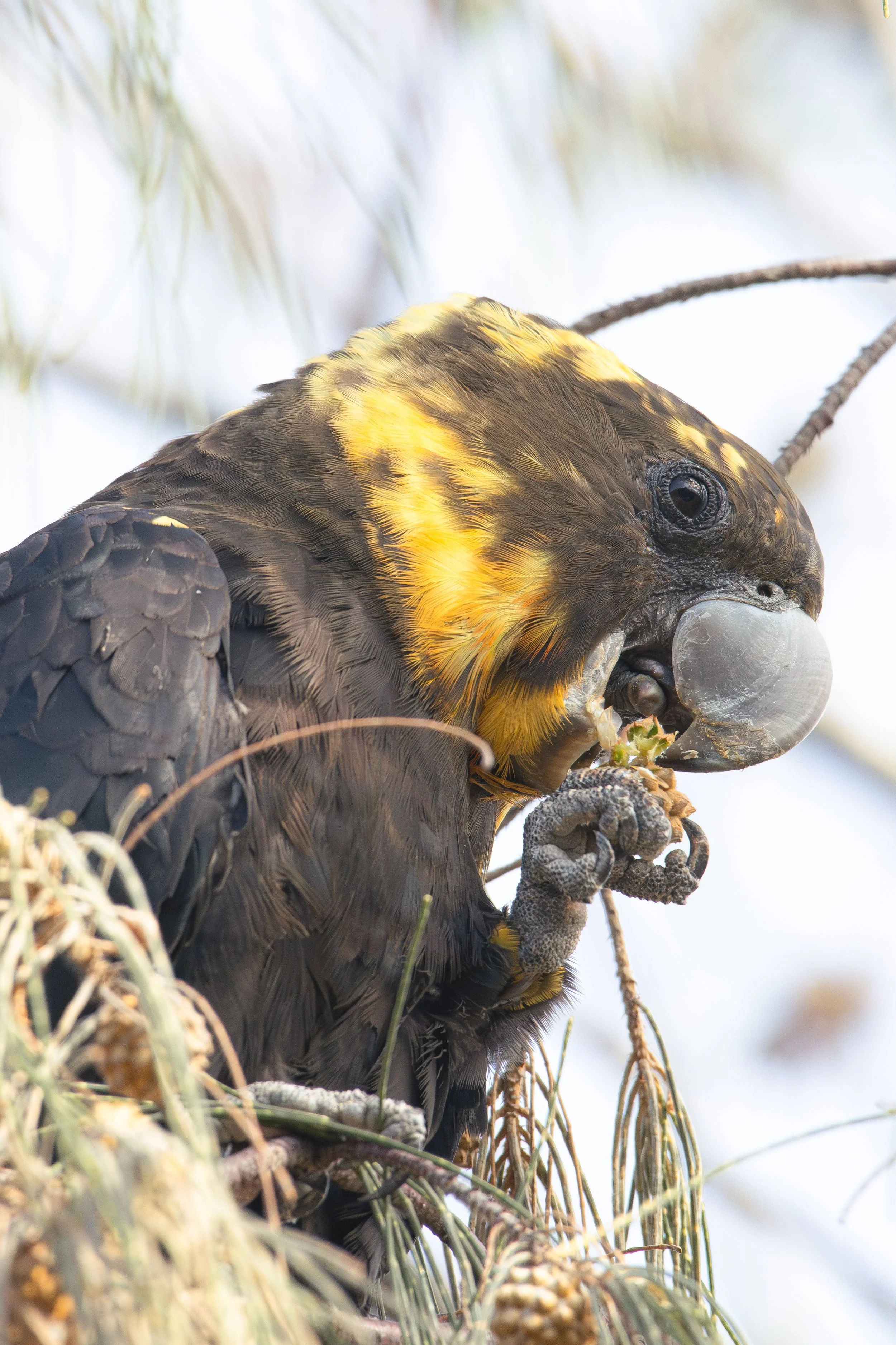 Female Glossy Black Cockatoo