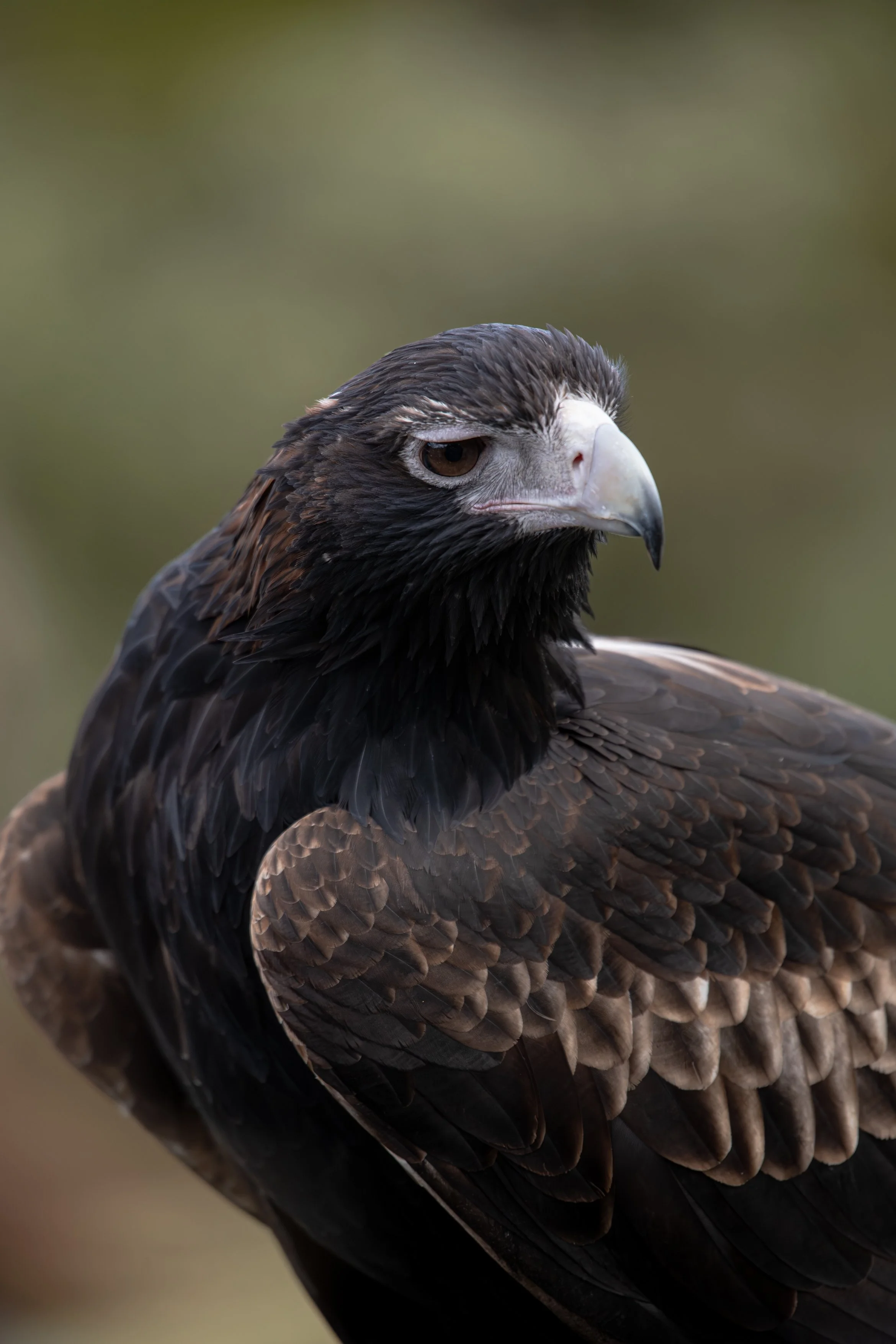 Wedge-tailed Eagle