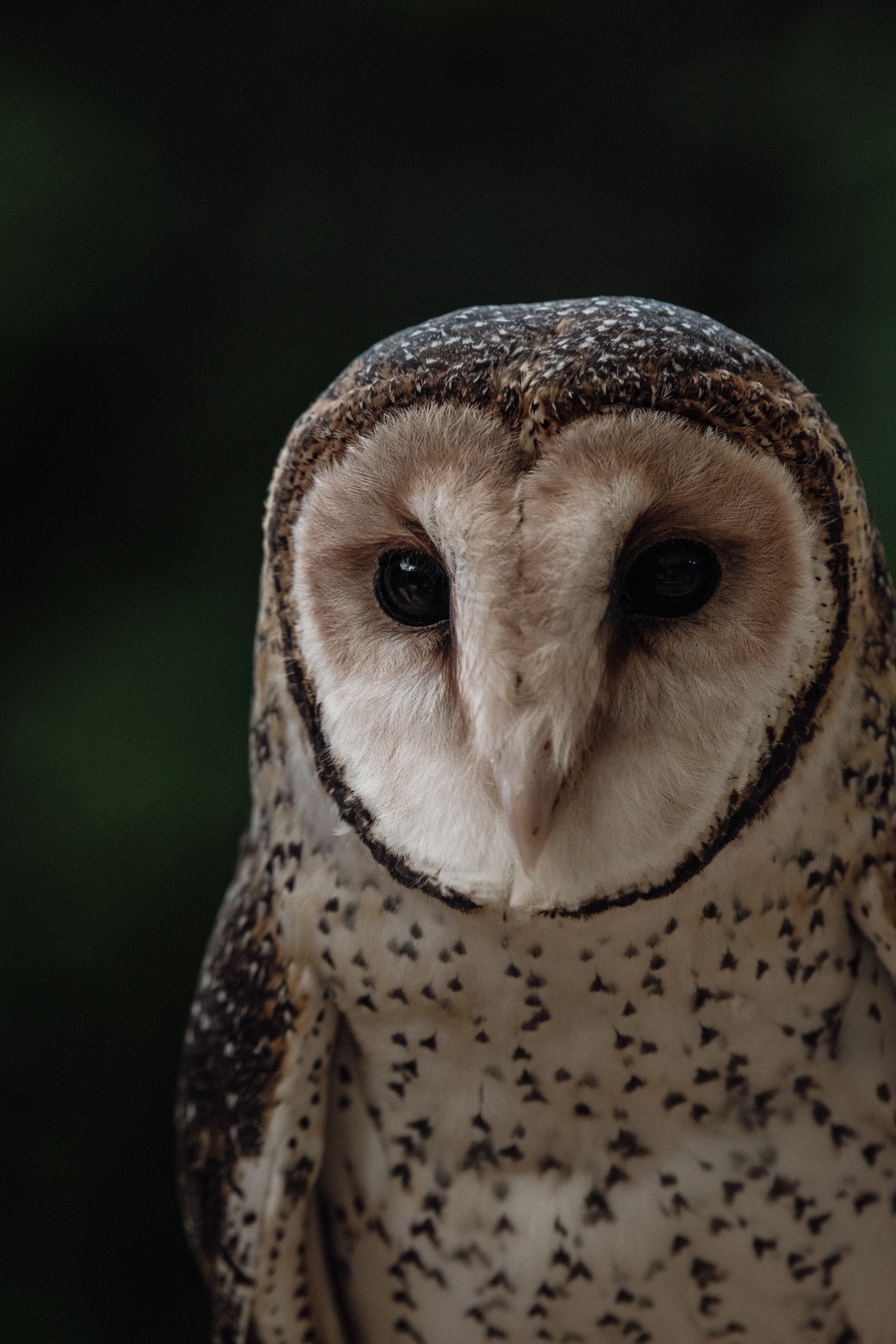 Masked Owl A4.jpg