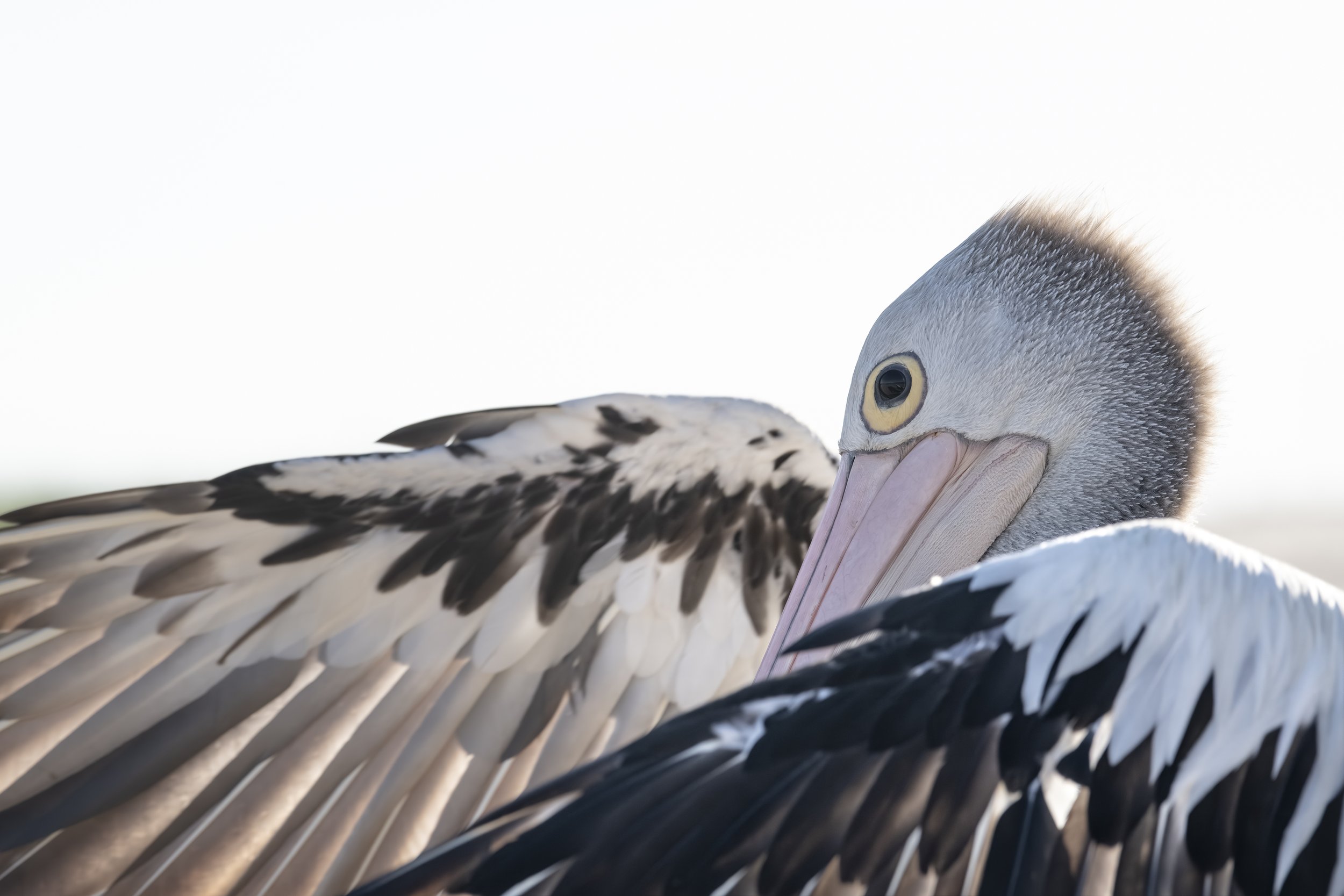 Pelican Wings - Landscape