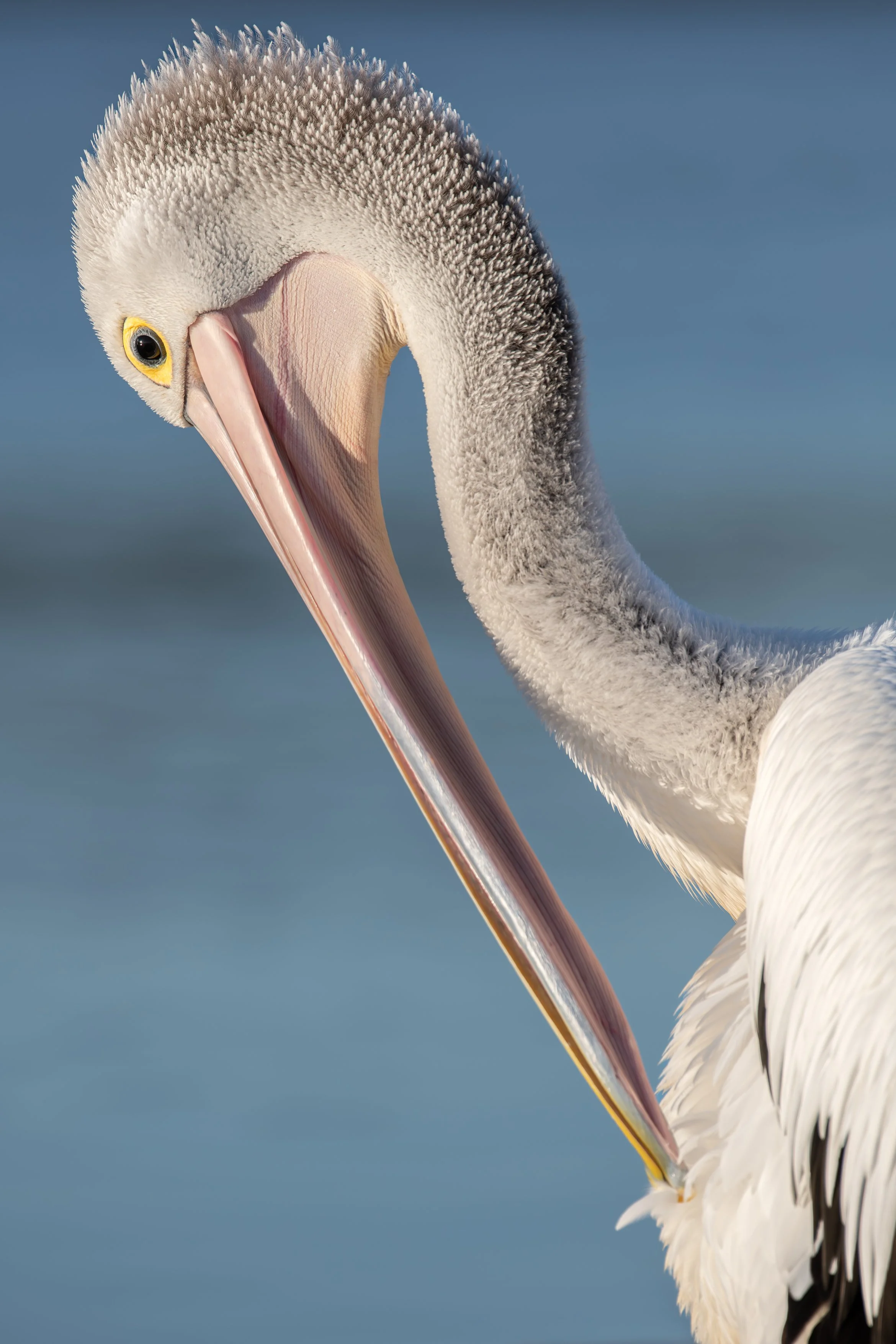 Pelican Preening